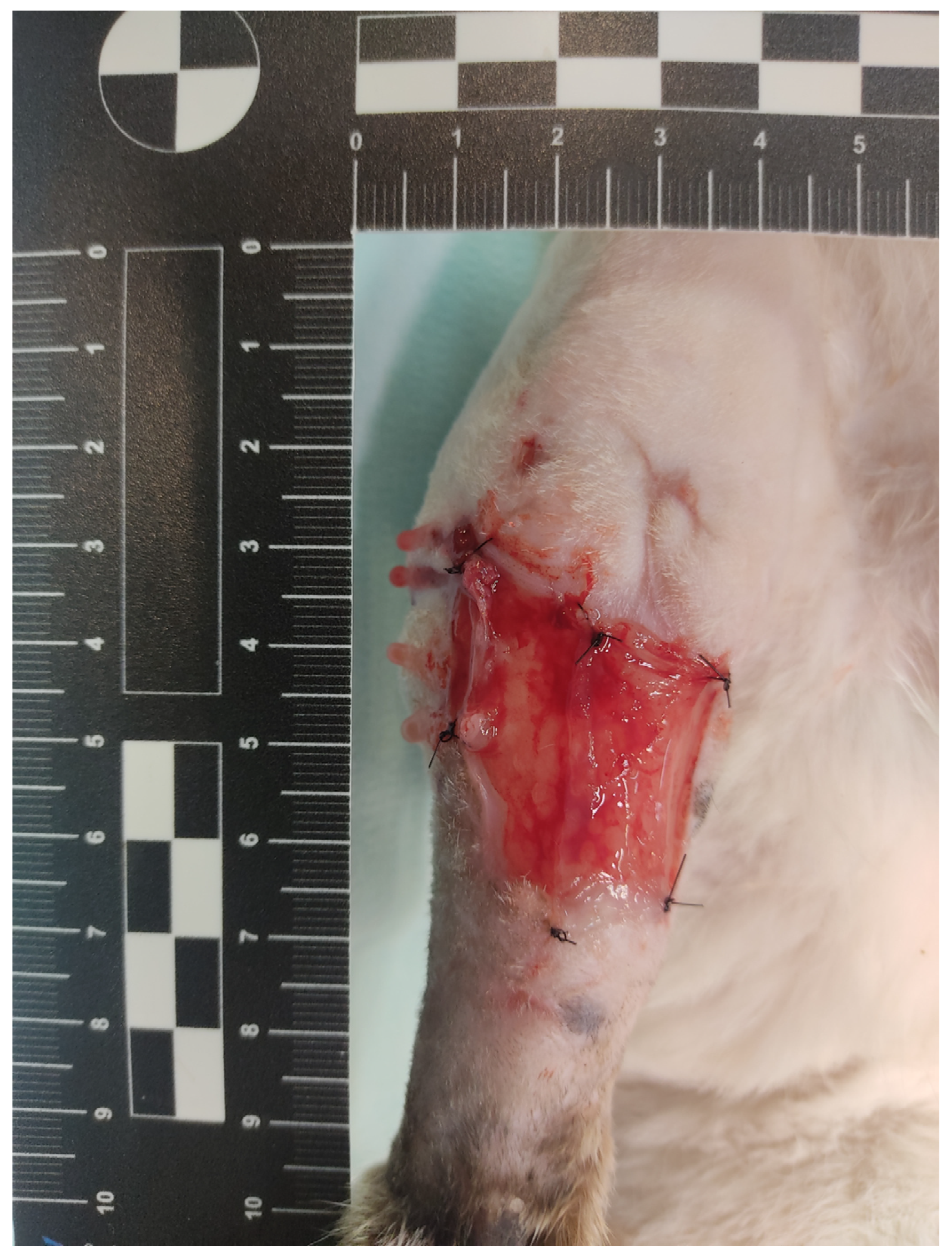 Animals 15 00112 g002