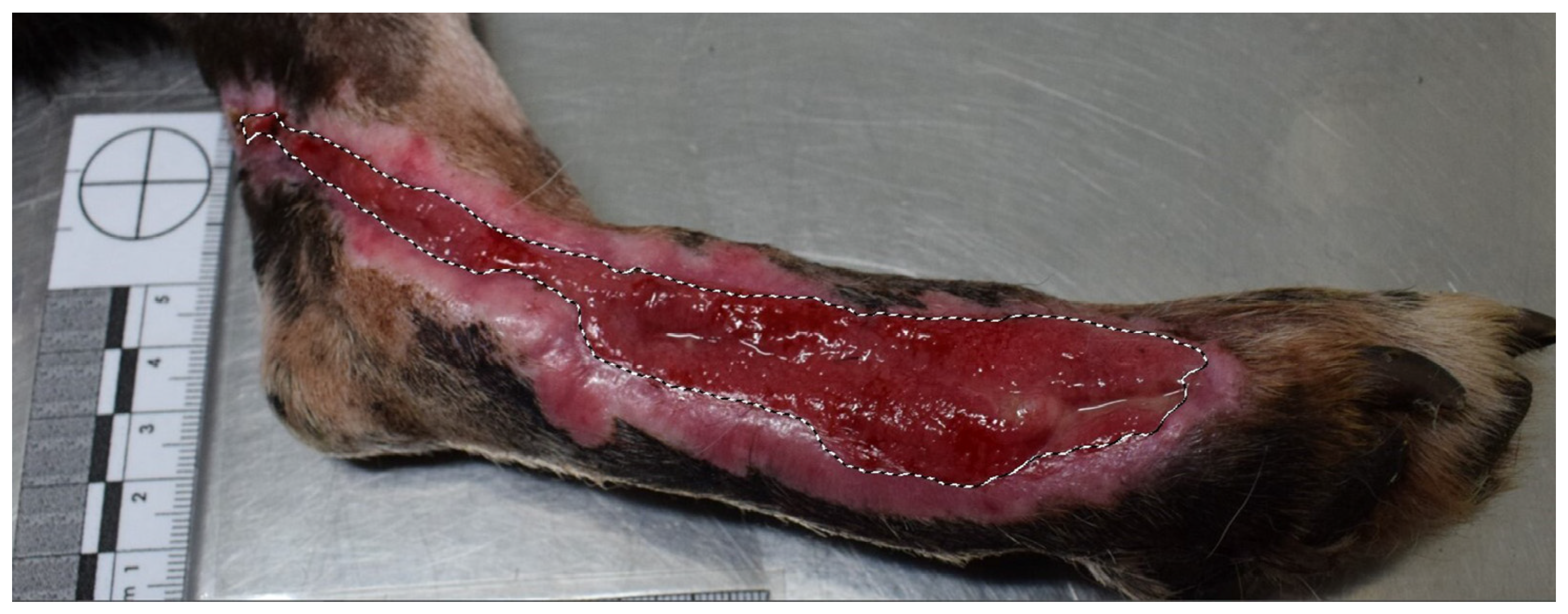 Animals 15 00112 g003