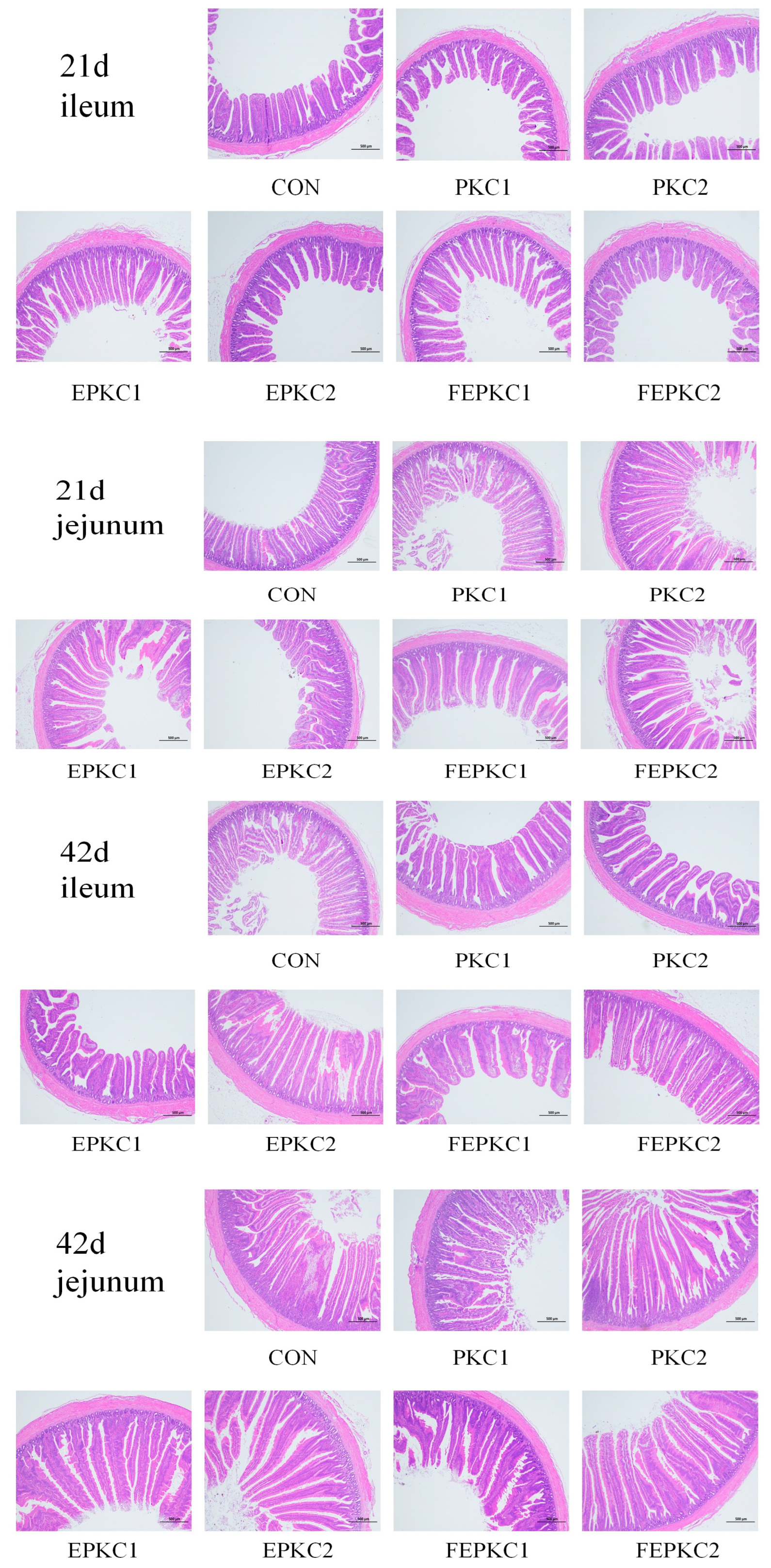 Animals 15 00116 g002