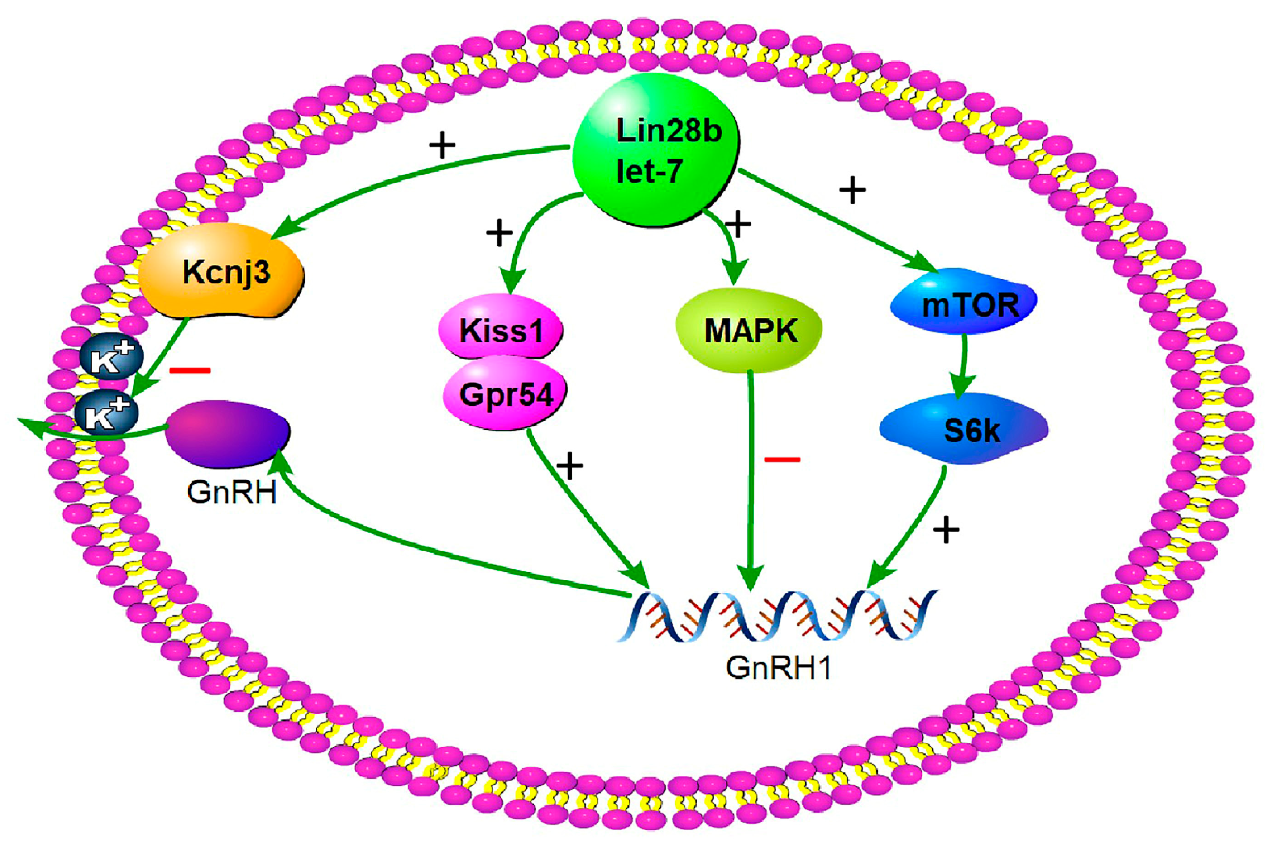 Animals 15 00120 g009