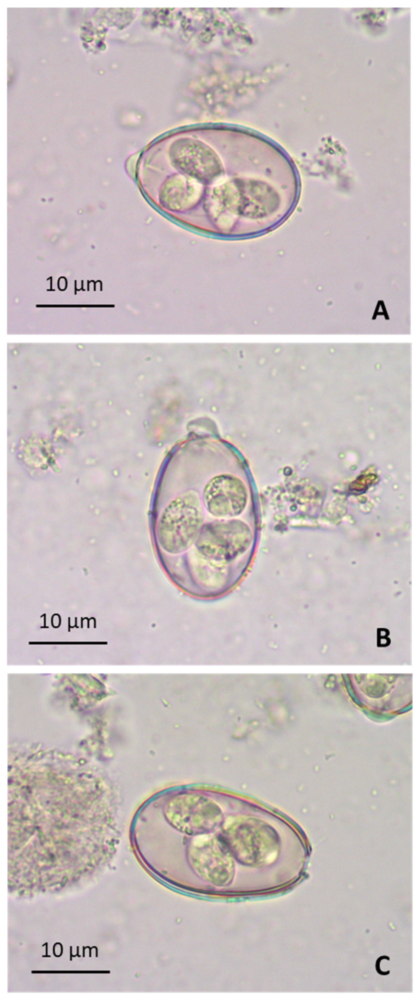 Animals 15 00139 g001