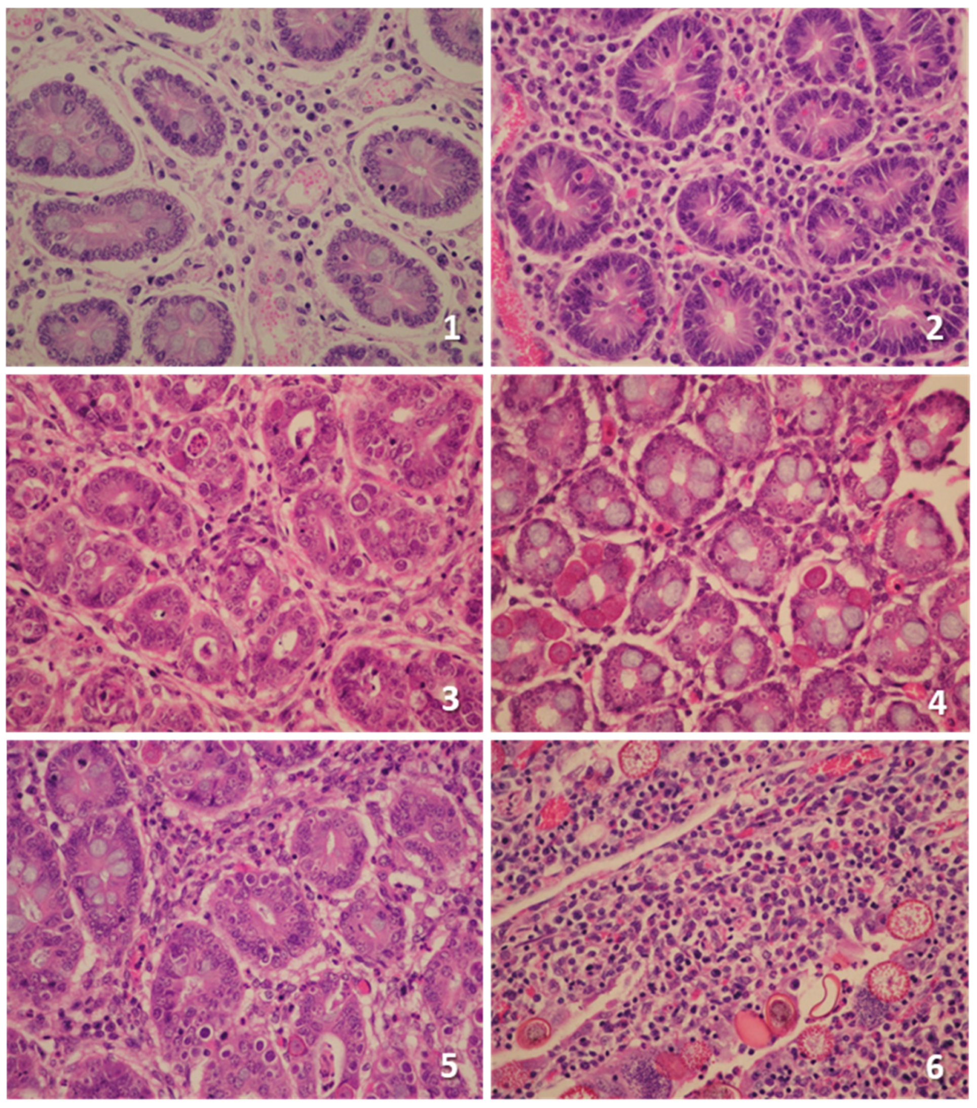 Animals 15 00139 g004