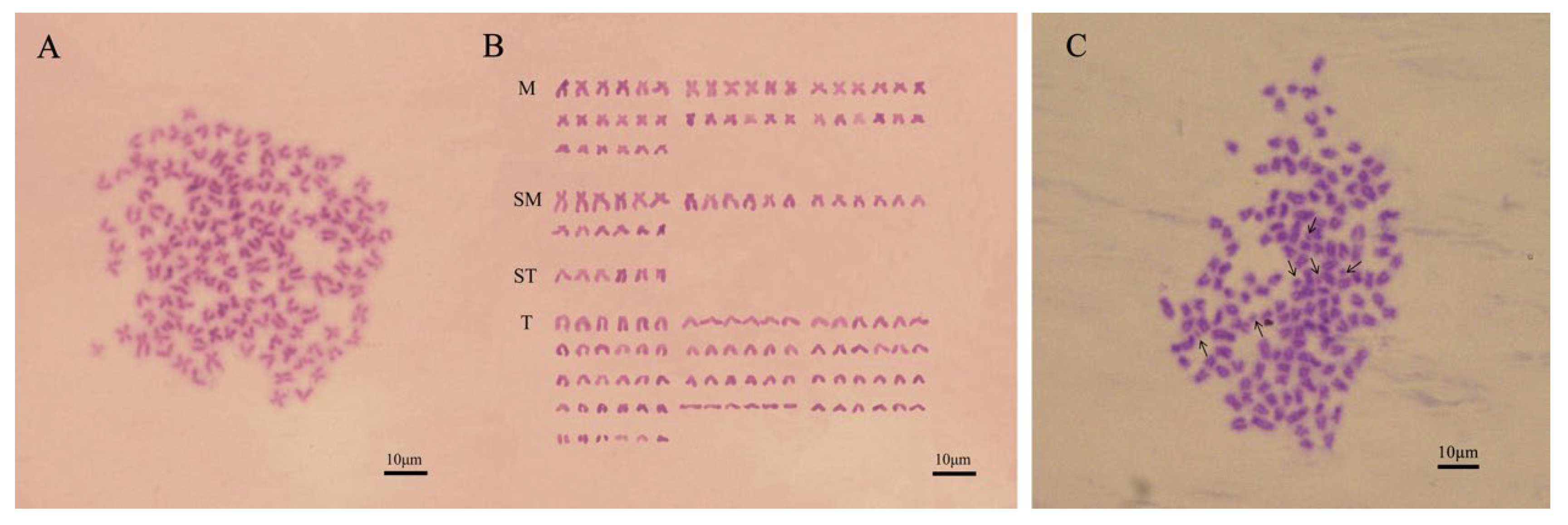 Animals 15 00140 g001