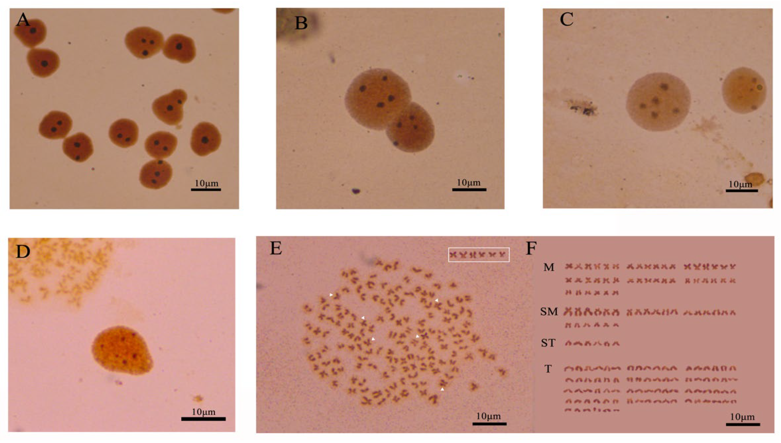 The Observation of Meiotic Union Behavior of Gametophytes