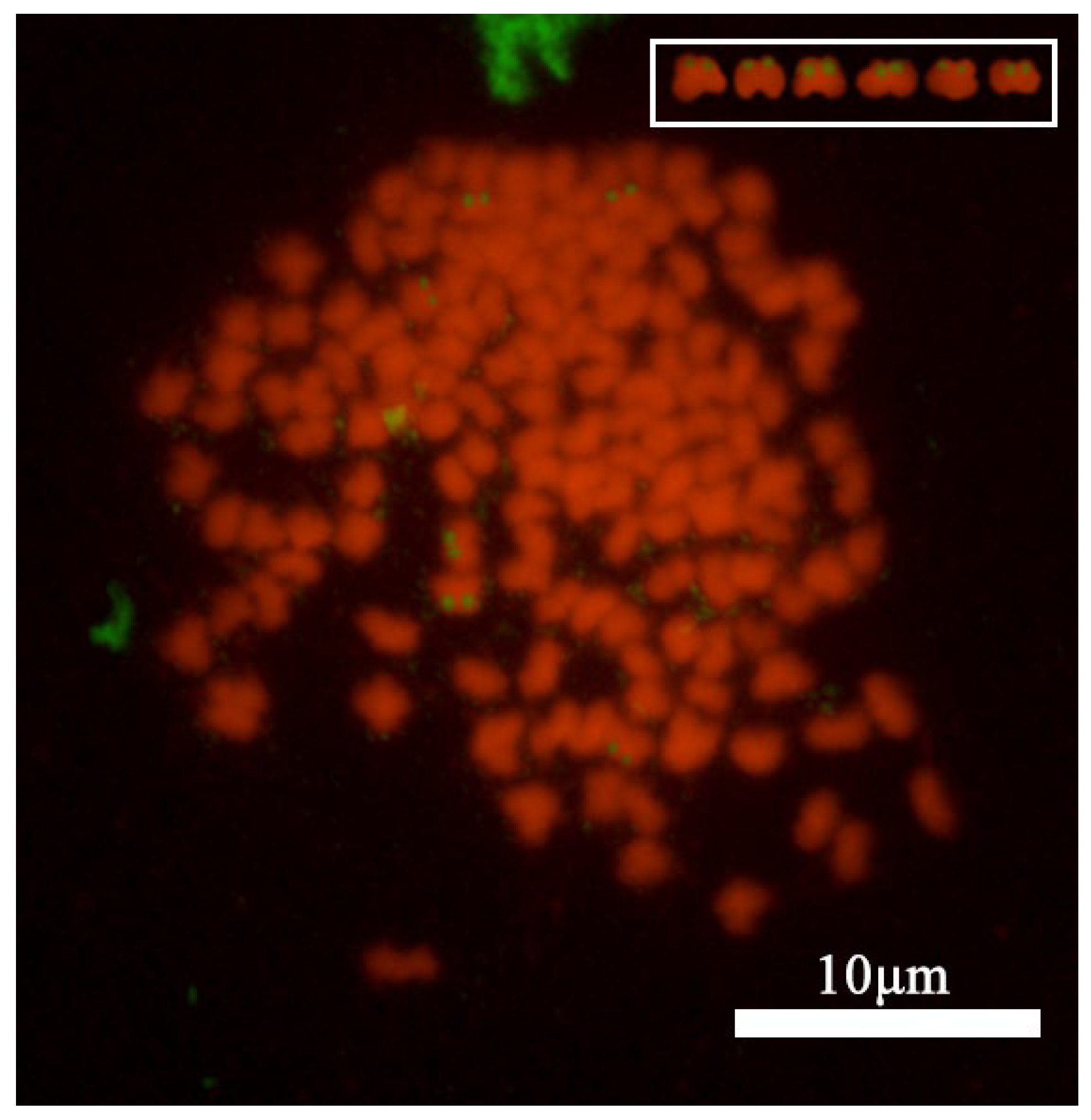 Animals 15 00140 g004