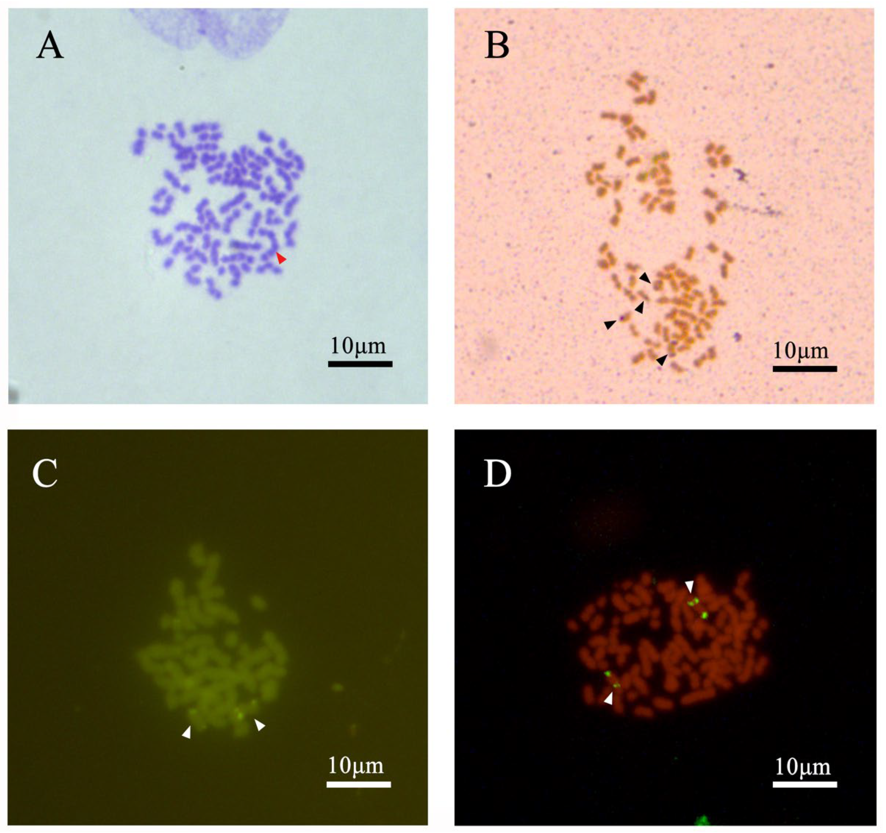 その他 Gombessa Laurent Ballesta Gombessa 5: first scientific results in open access - Monaco