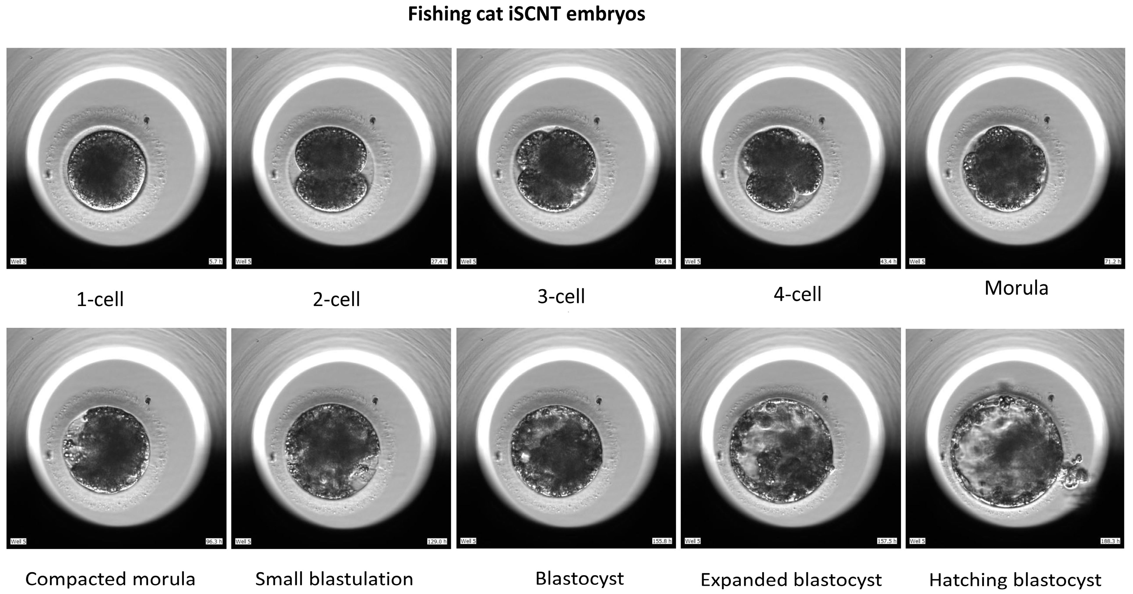 Animals 15 00148 g001