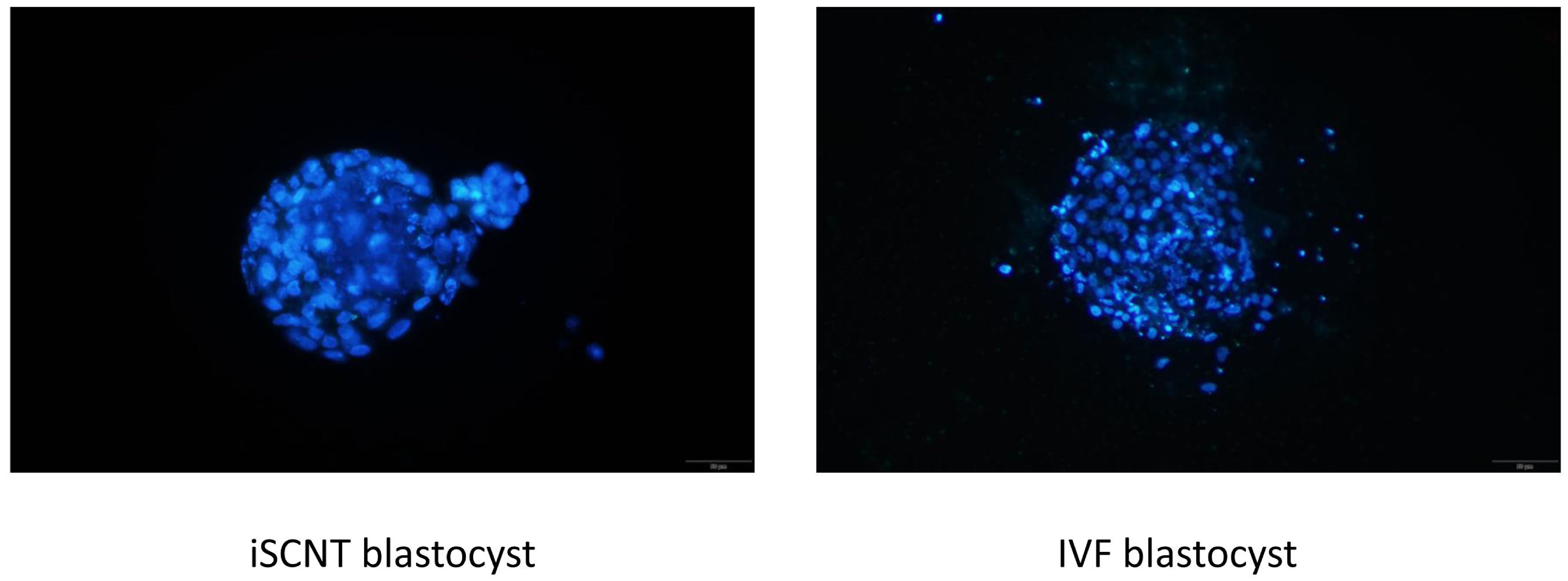 Animals 15 00148 g003