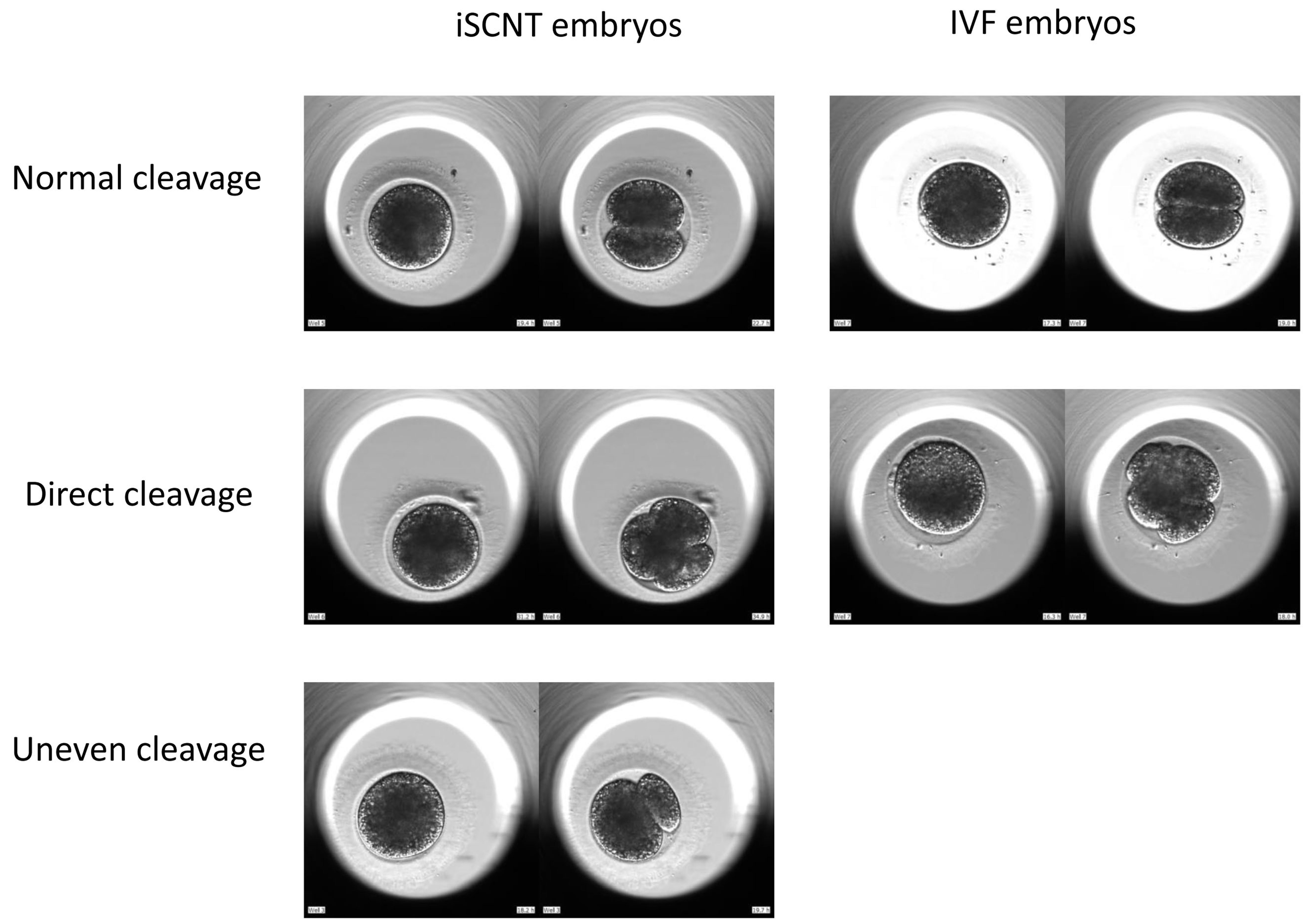 Animals 15 00148 g004