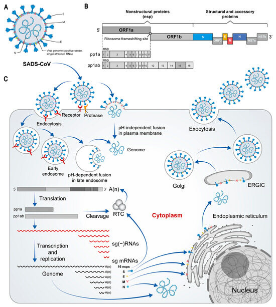 Swine Acute Diarrhea Syndrome Coronavirus: An Overview of