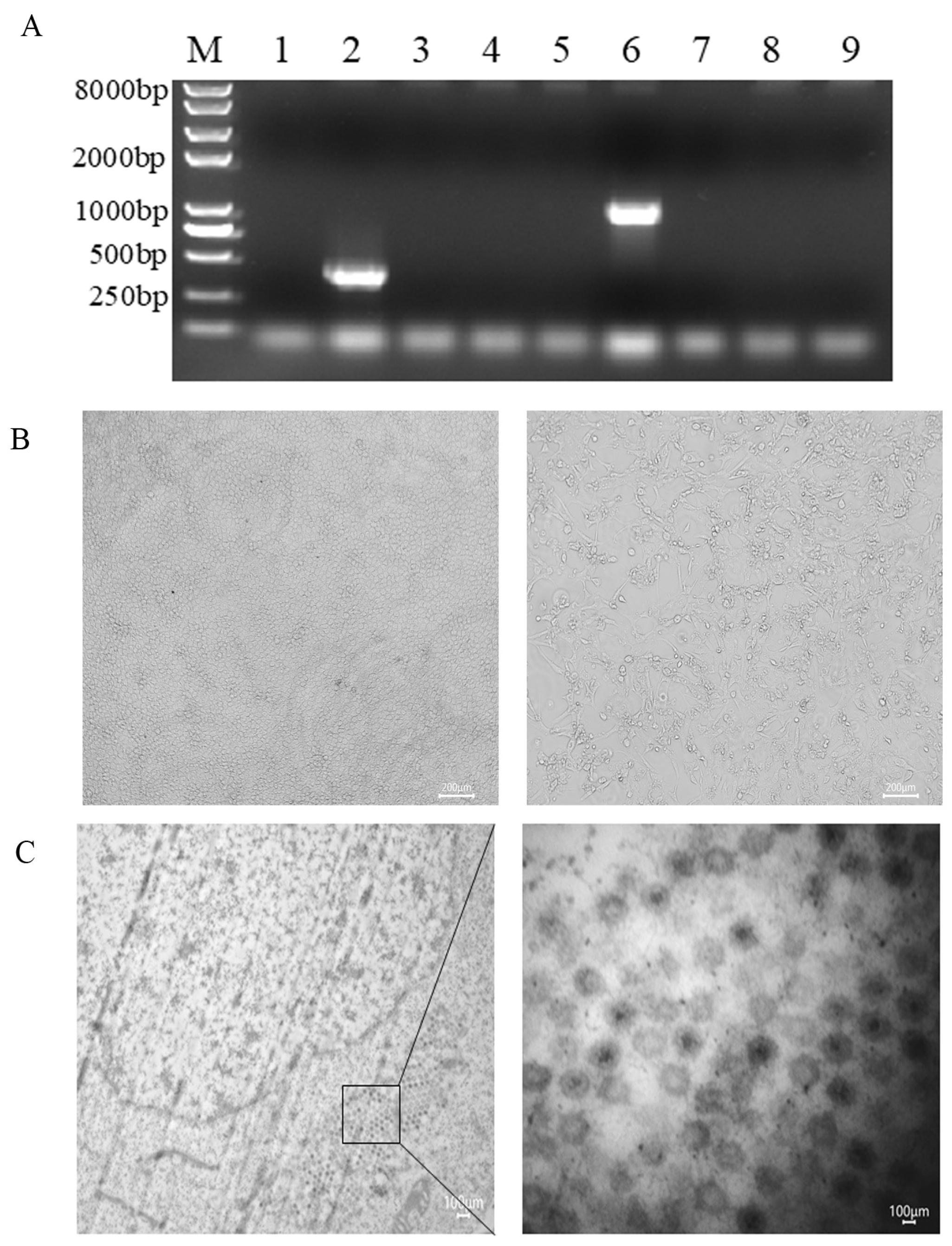 Animals 15 00156 g002