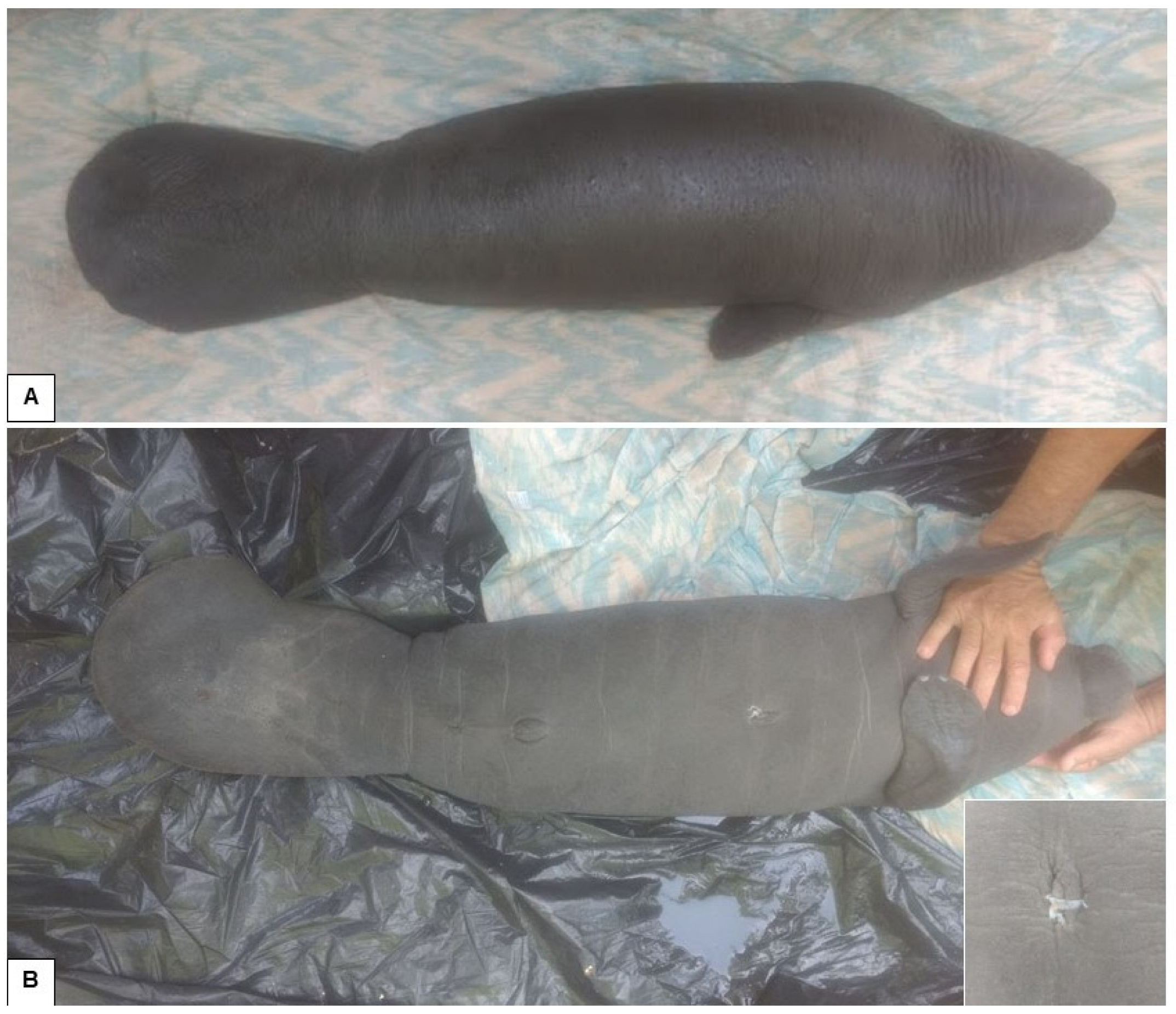 Animals 15 00161 g003 Animals 15 00161 g003