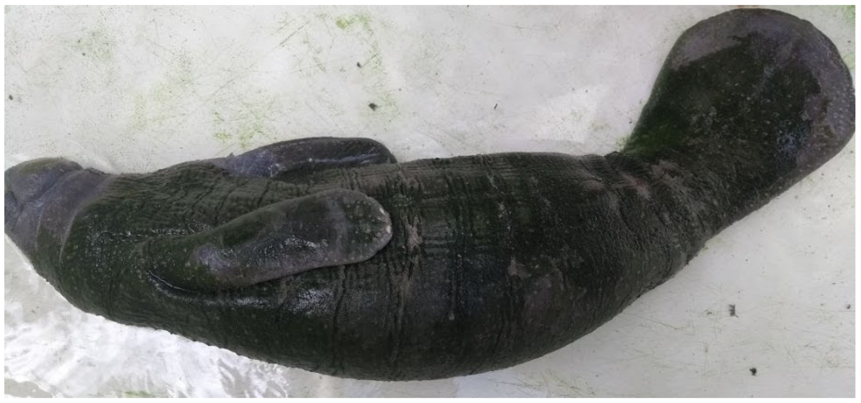 Animals 15 00161 g005 Animals 15 00161 g005