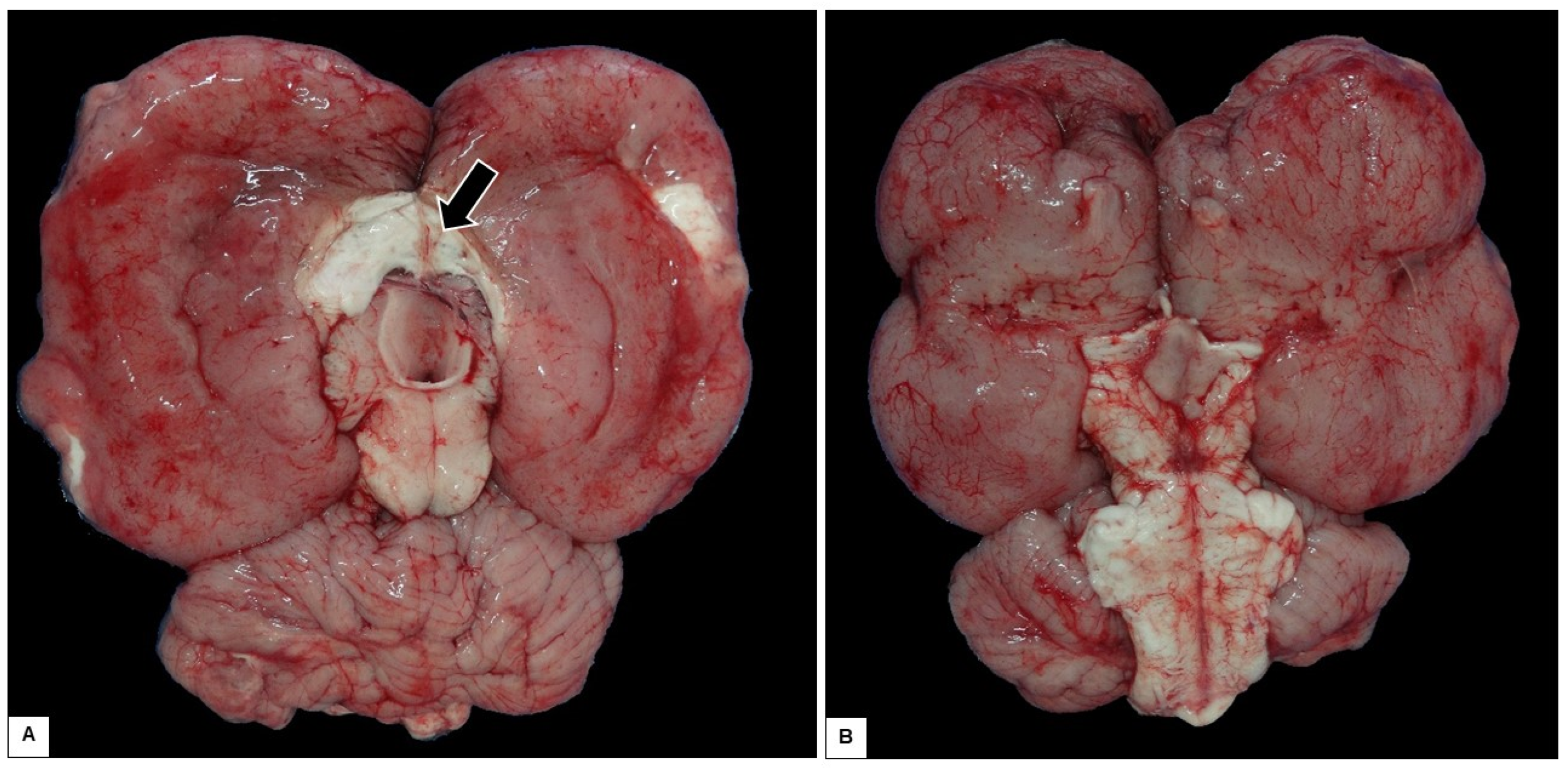 Animals 15 00161 g006 Animals 15 00161 g006