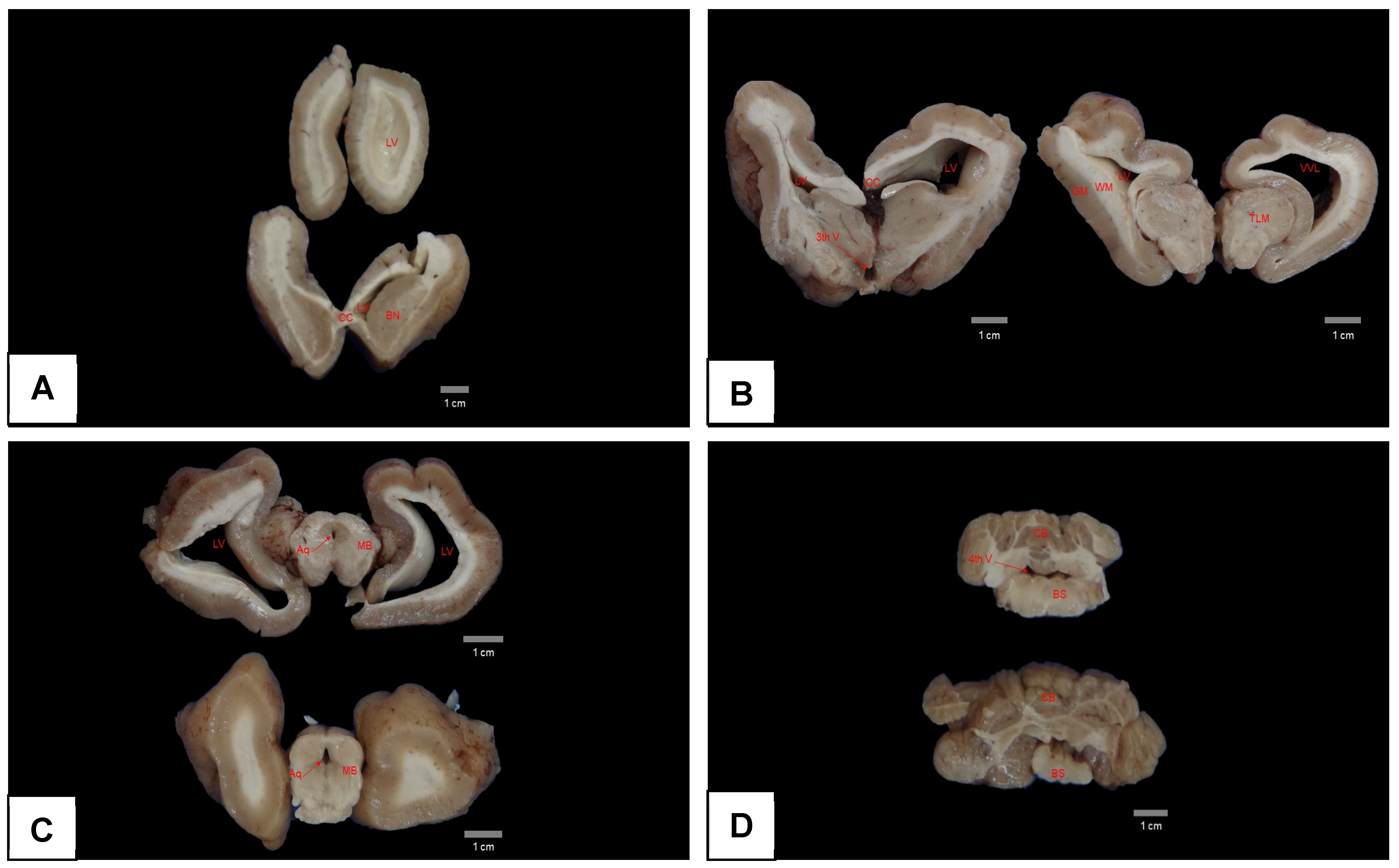 Animals 15 00161 g007 Animals 15 00161 g007