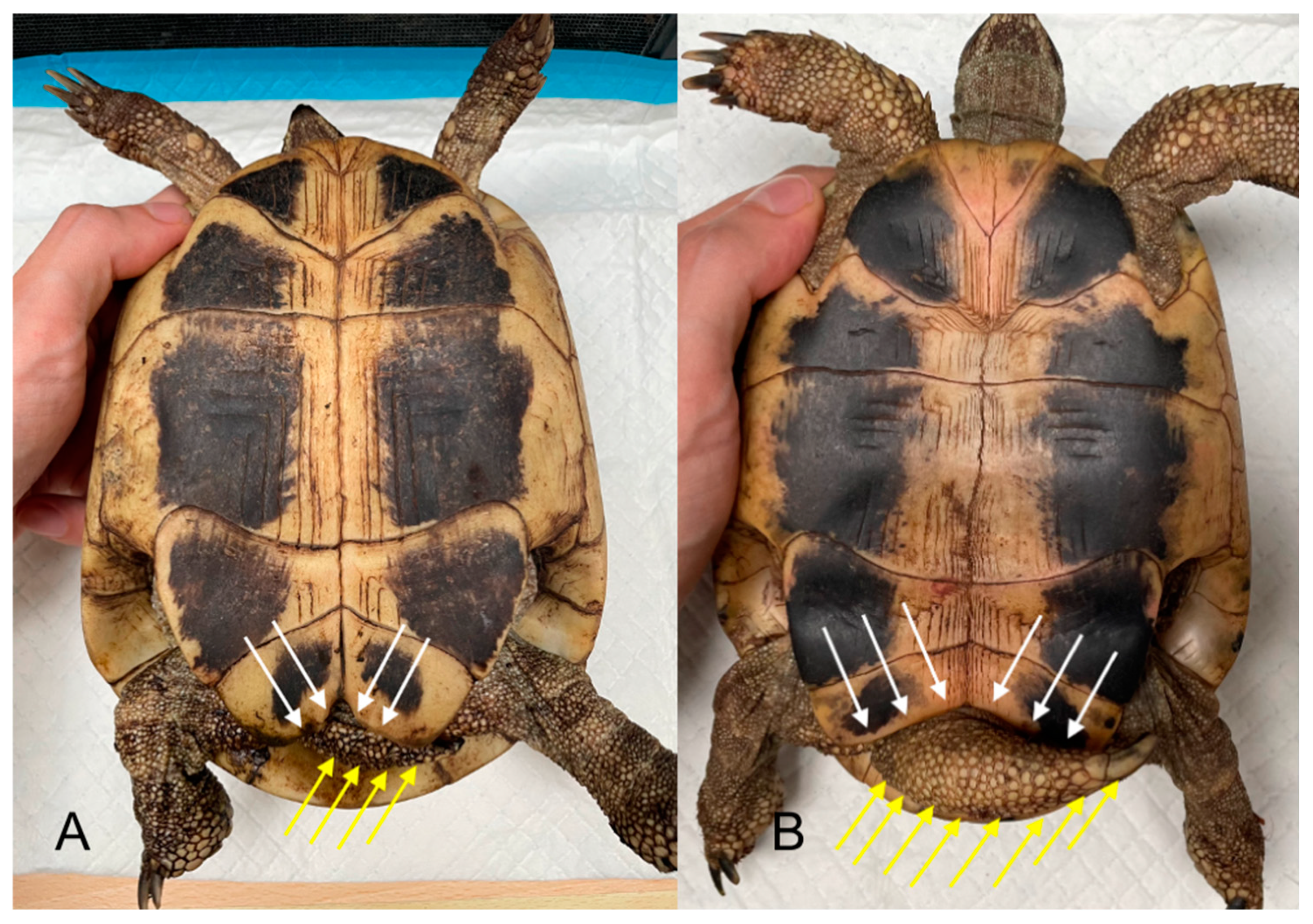 Animals 15 00168 g001 Animals 15 00168 g001