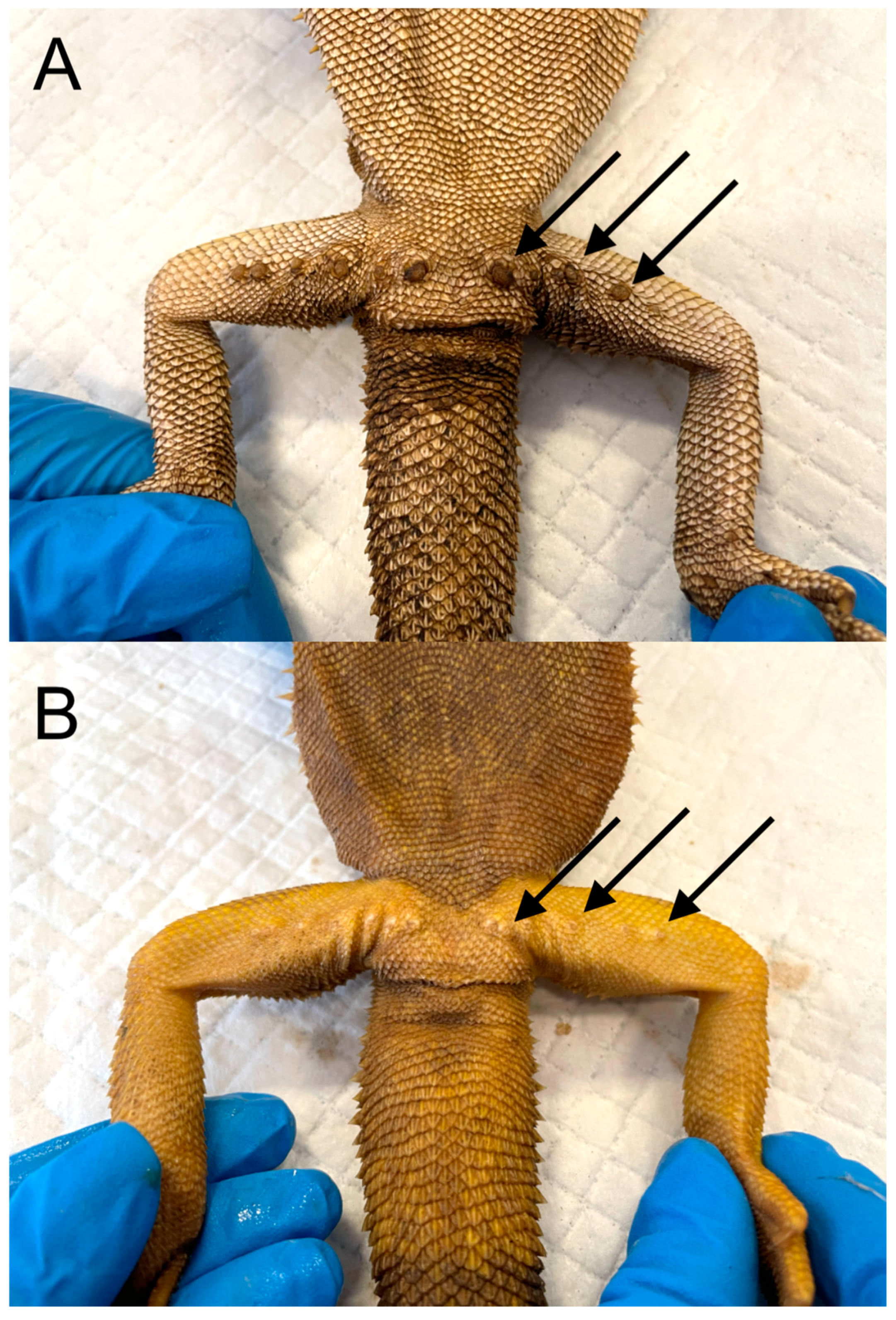 Animals 15 00168 g002 Animals 15 00168 g002