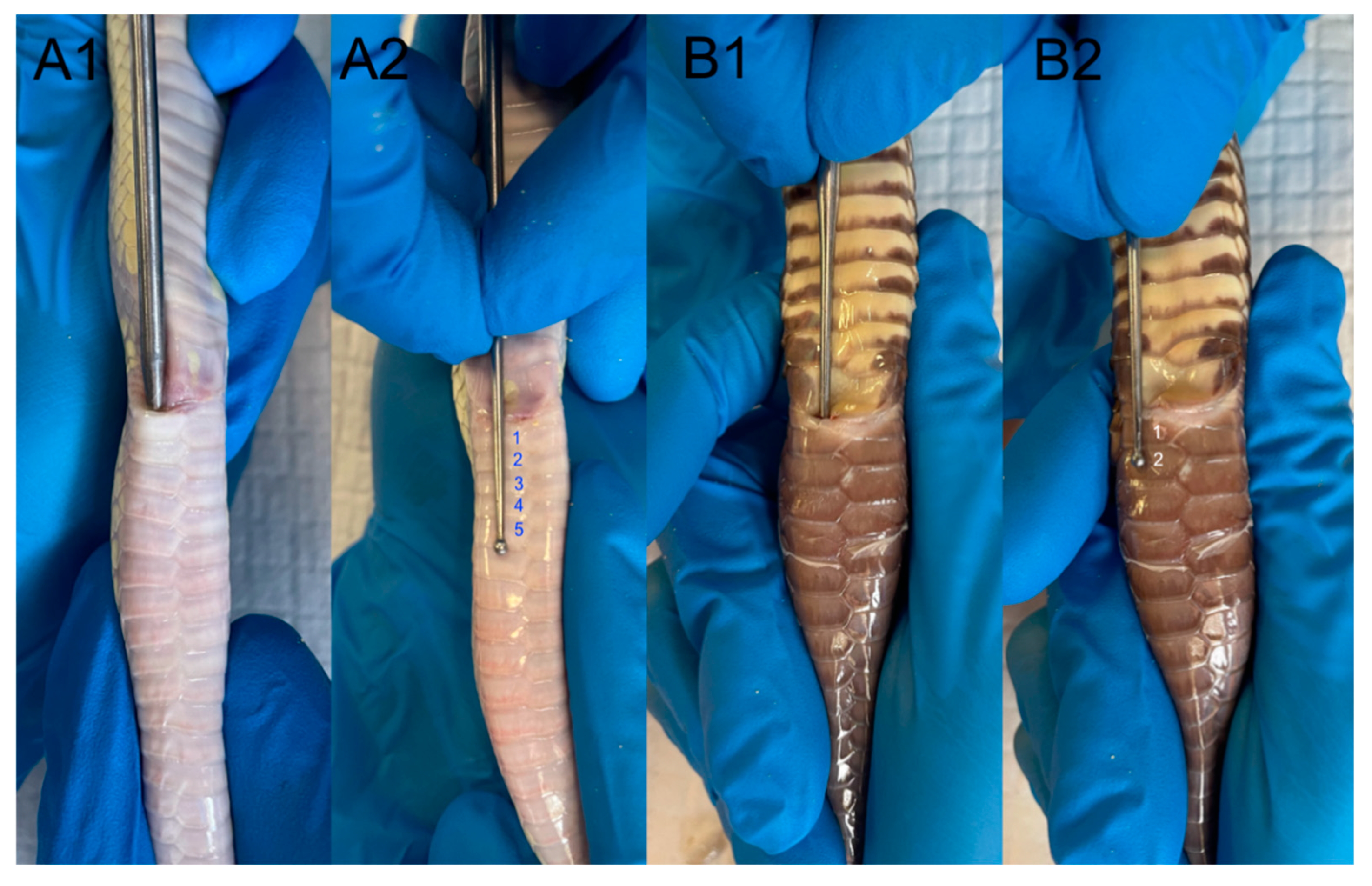 Animals 15 00168 g005 Animals 15 00168 g005