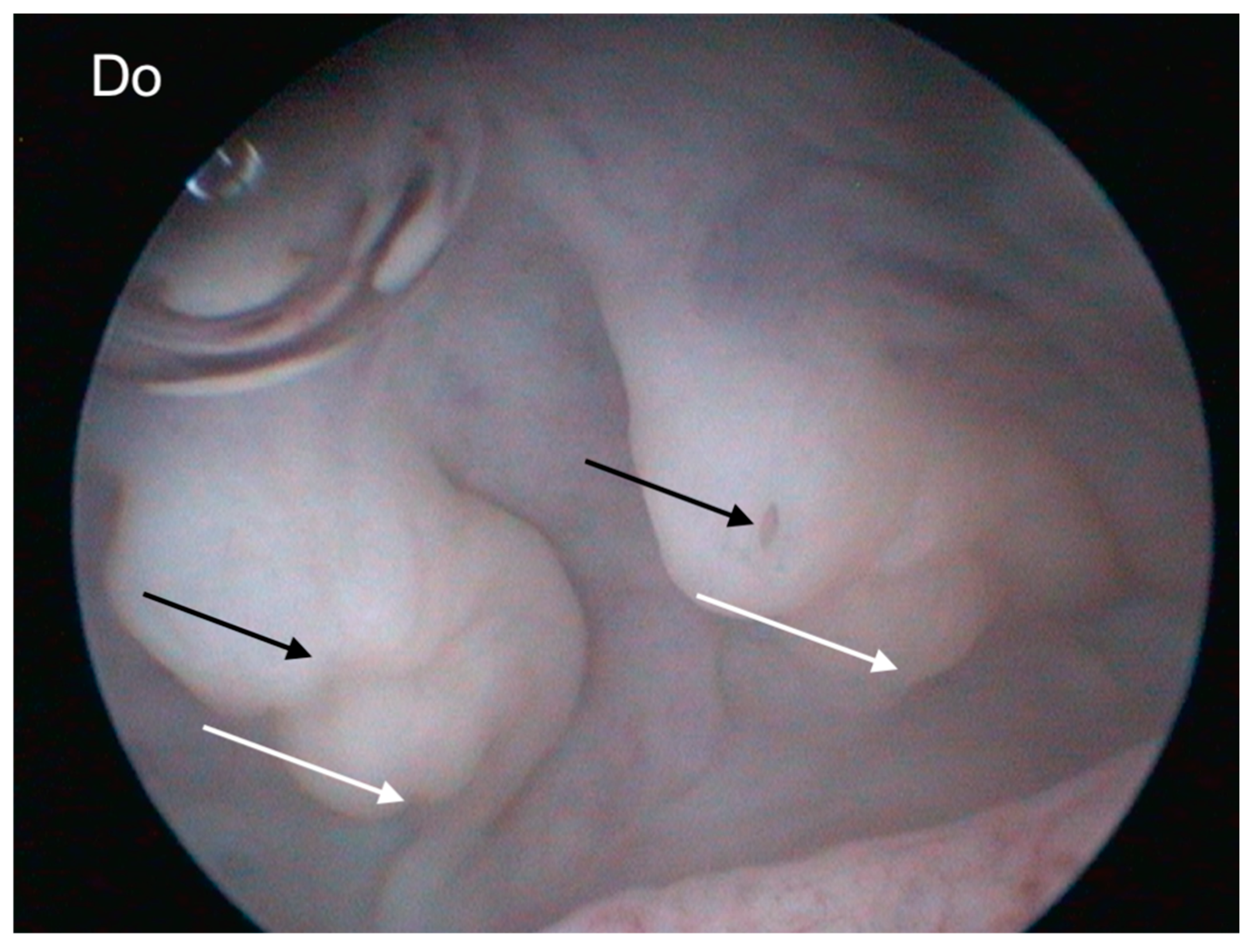 Animals 15 00168 g011 Animals 15 00168 g011