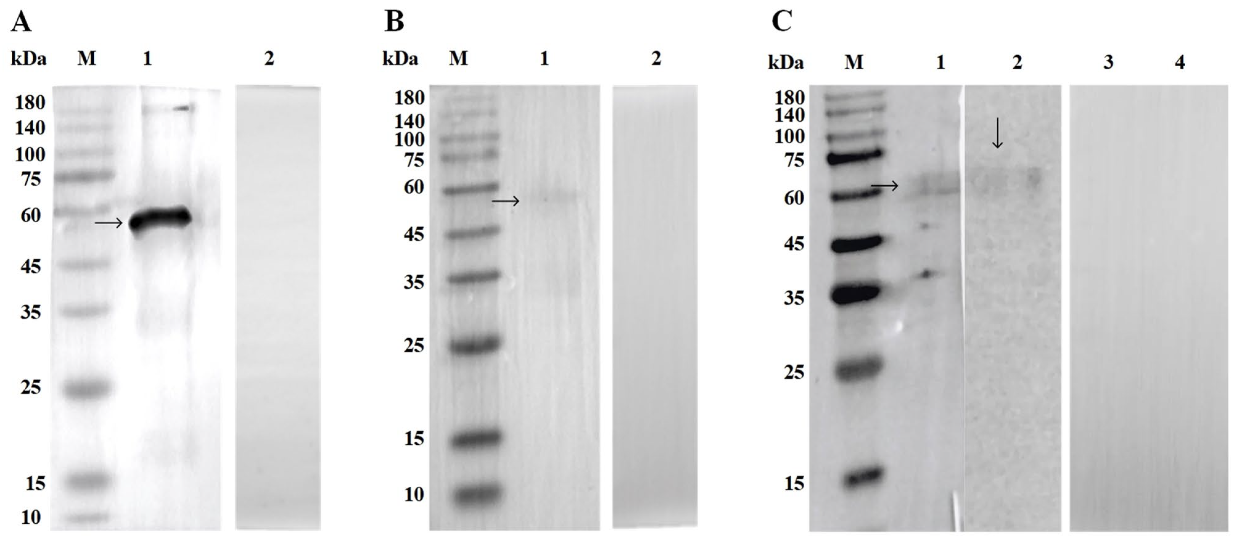 Animals 15 00179 g002