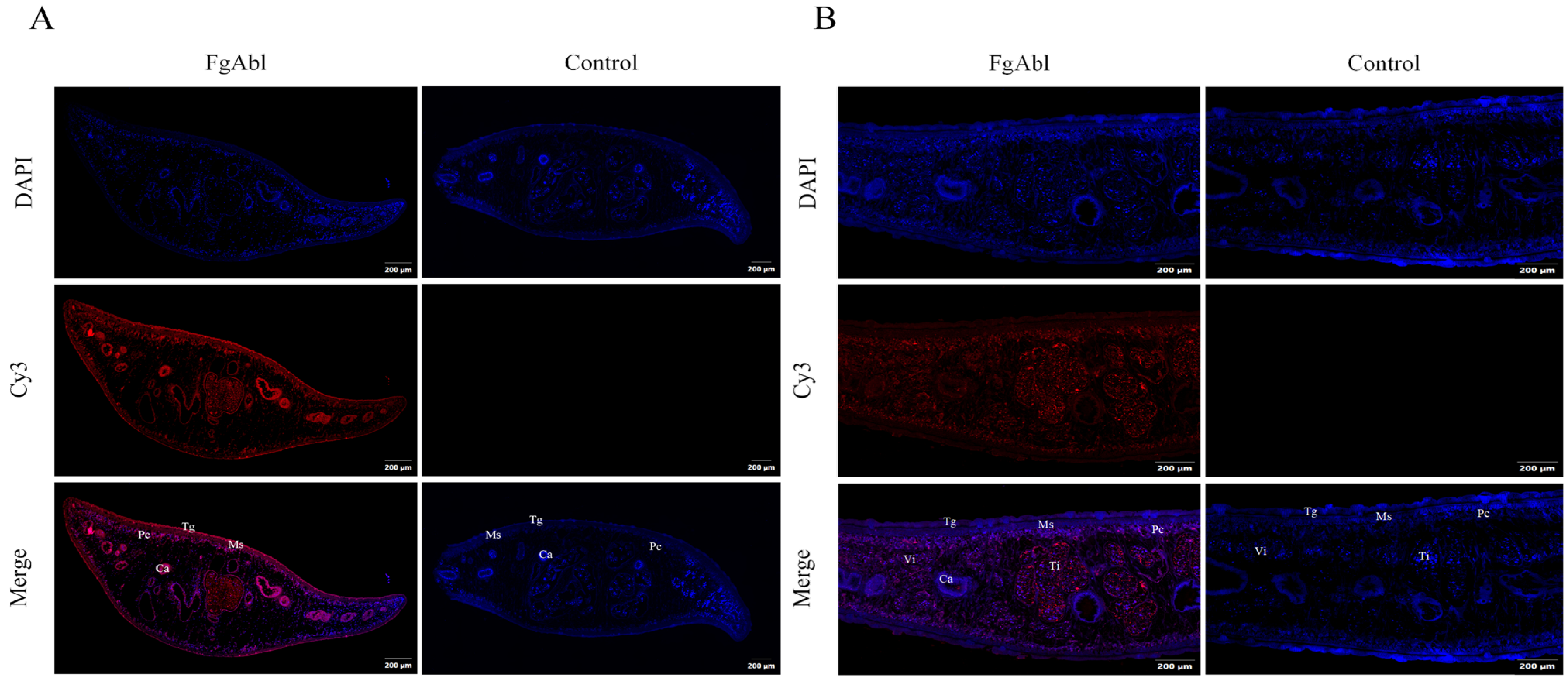 Animals 15 00179 g003