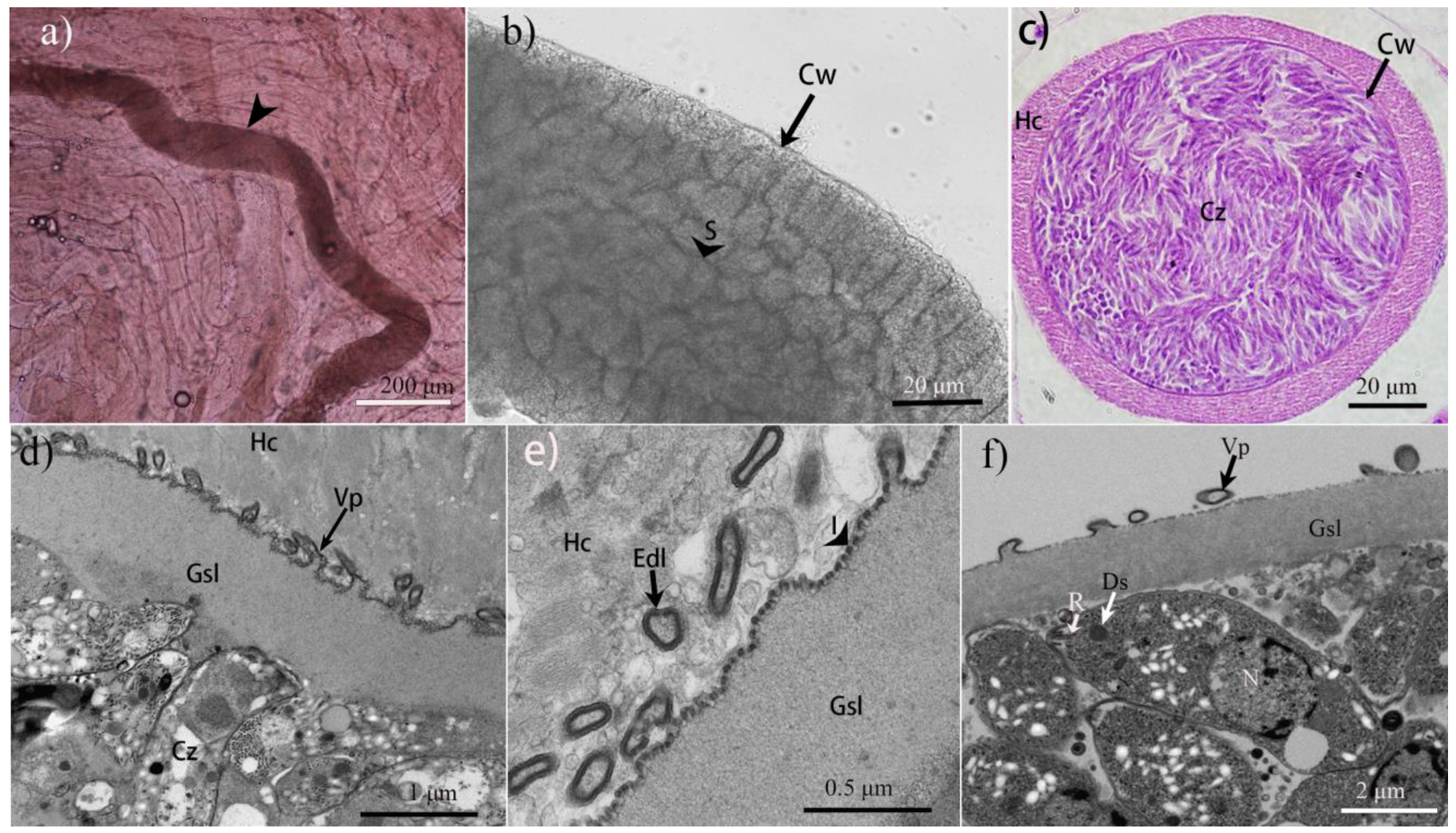 Animals 15 00180 g001