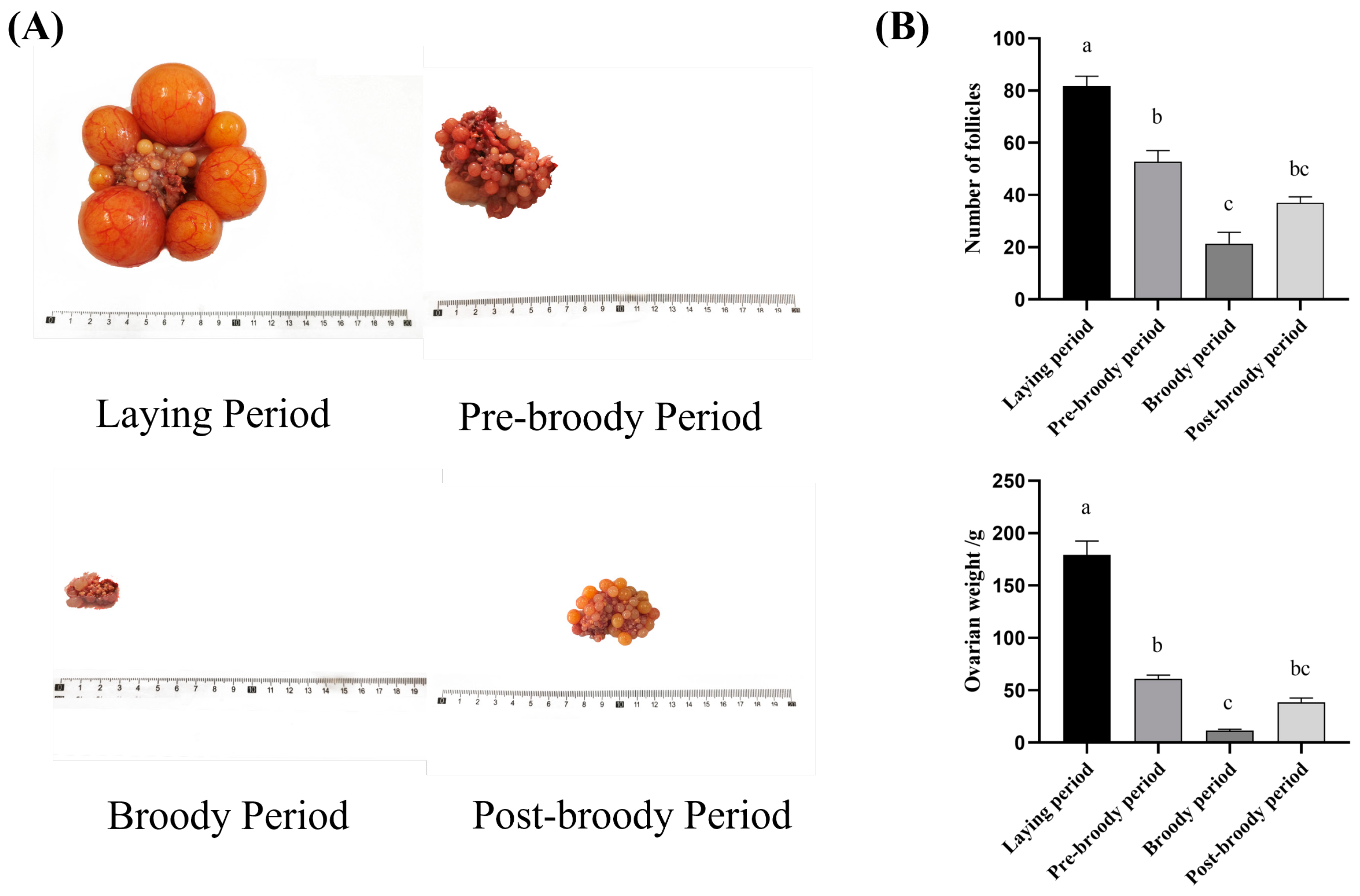 Animals 15 00182 g001