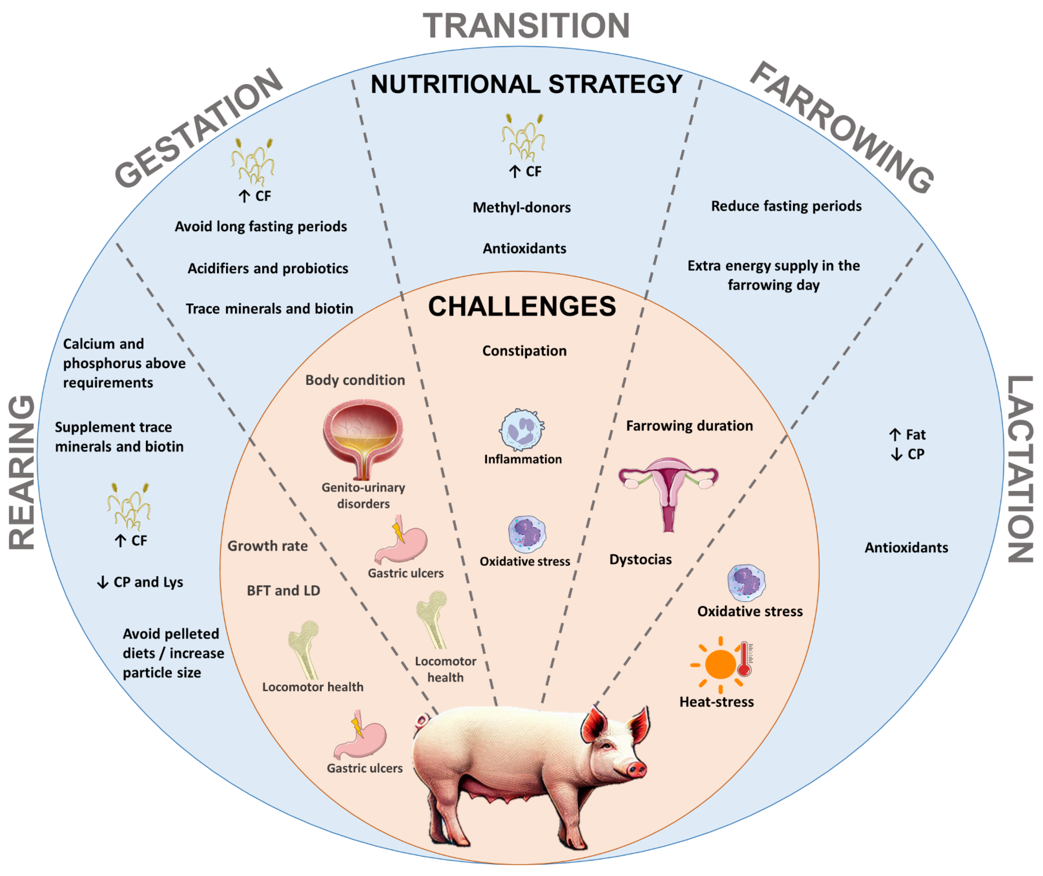 Animals 15 00189 g001