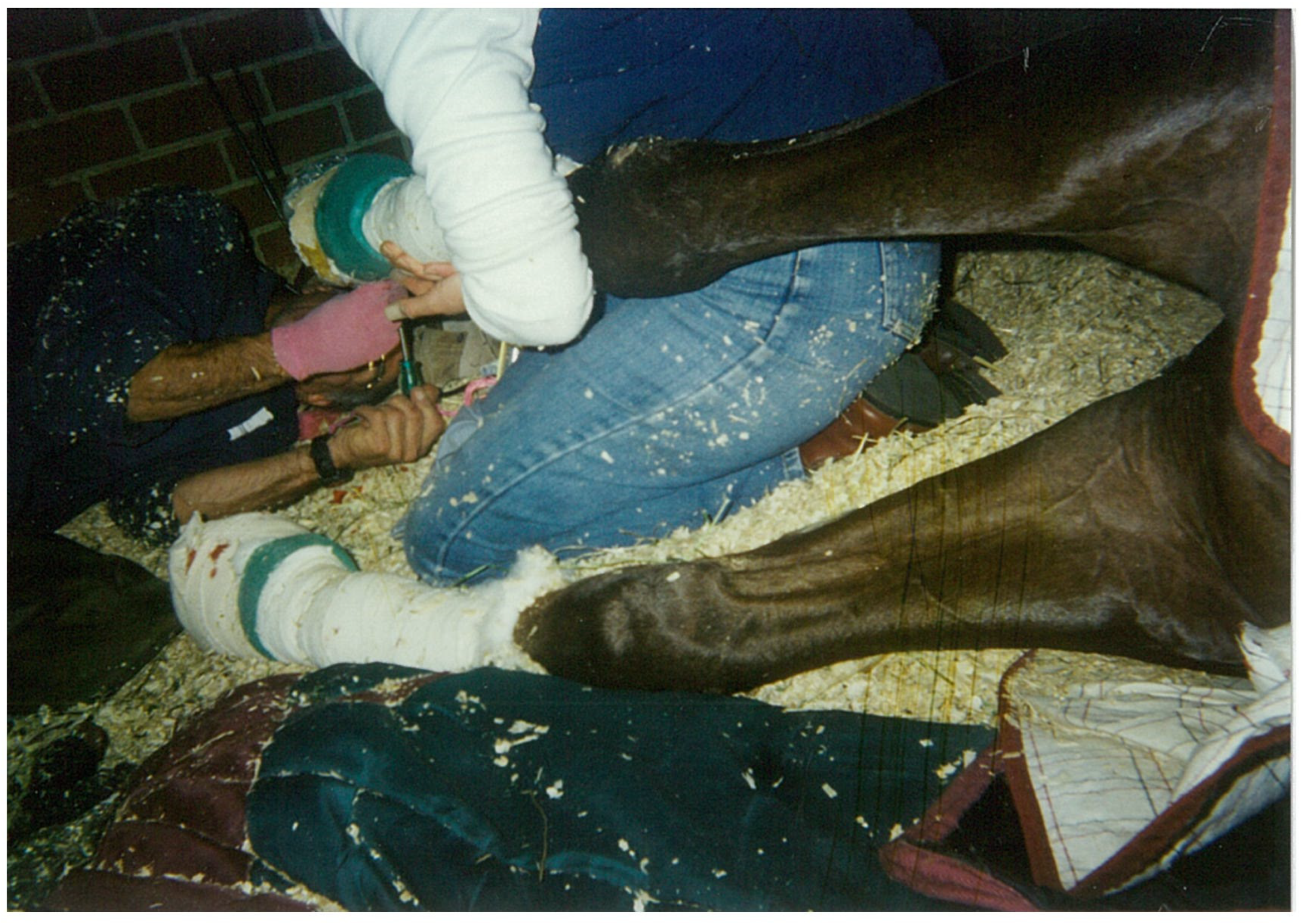 Animals 15 00194 g002