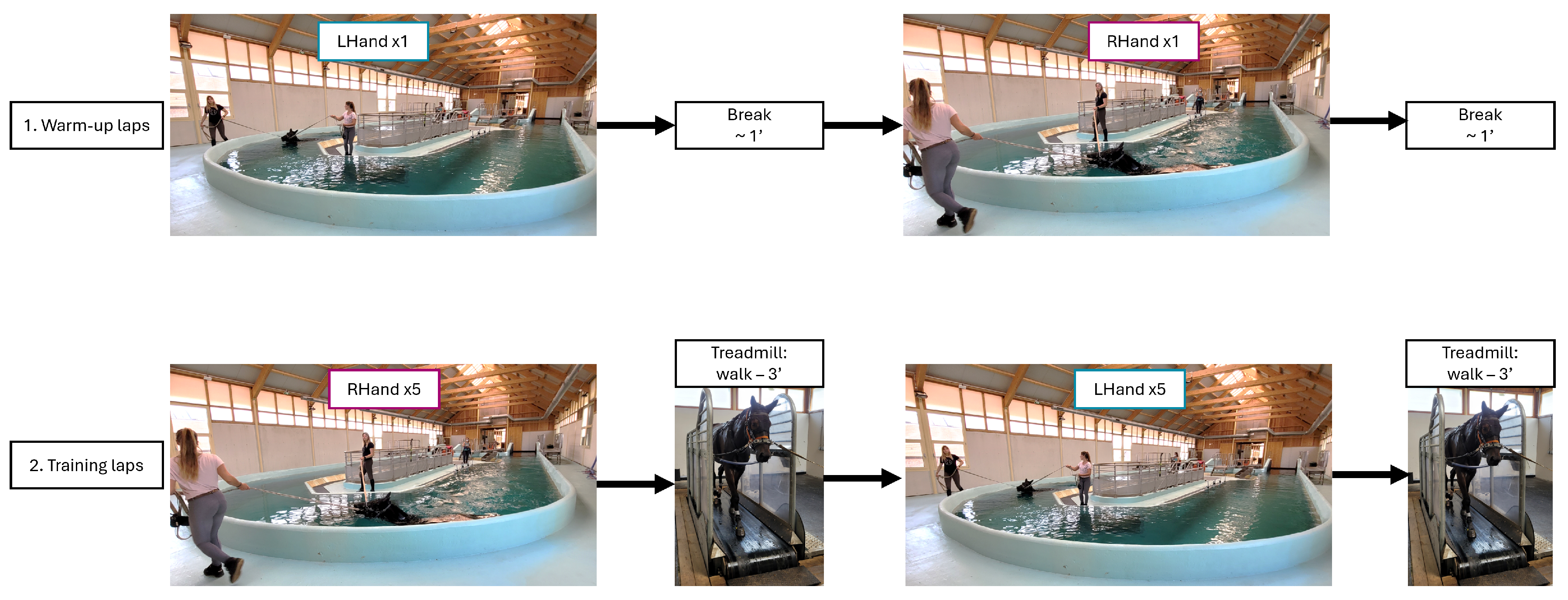 Animals 15 00195 g001