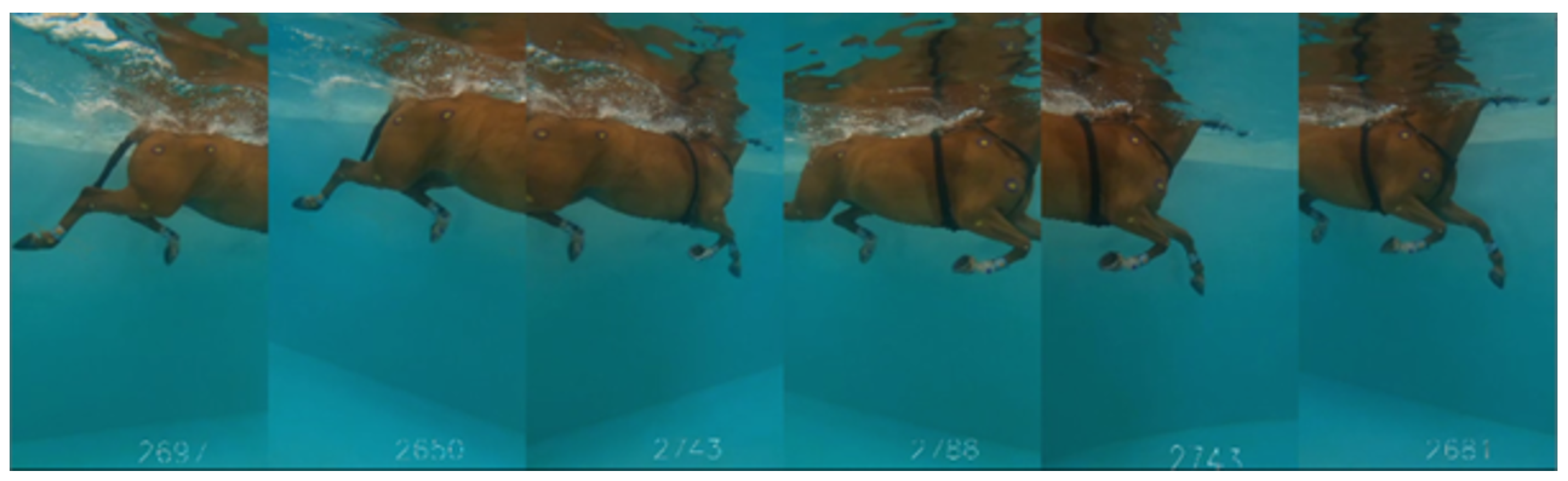 Animals 15 00195 g002