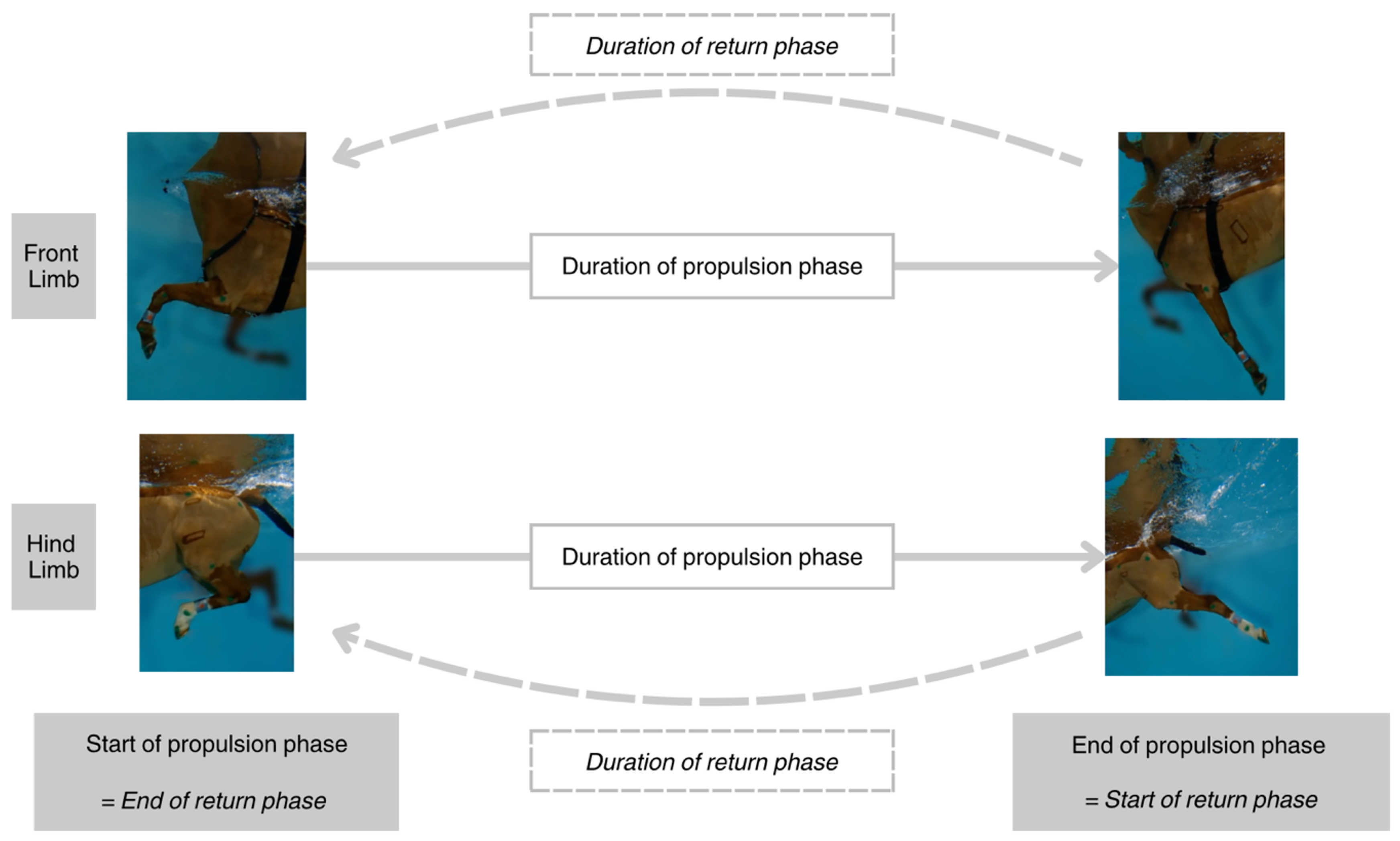 Animals 15 00195 g003