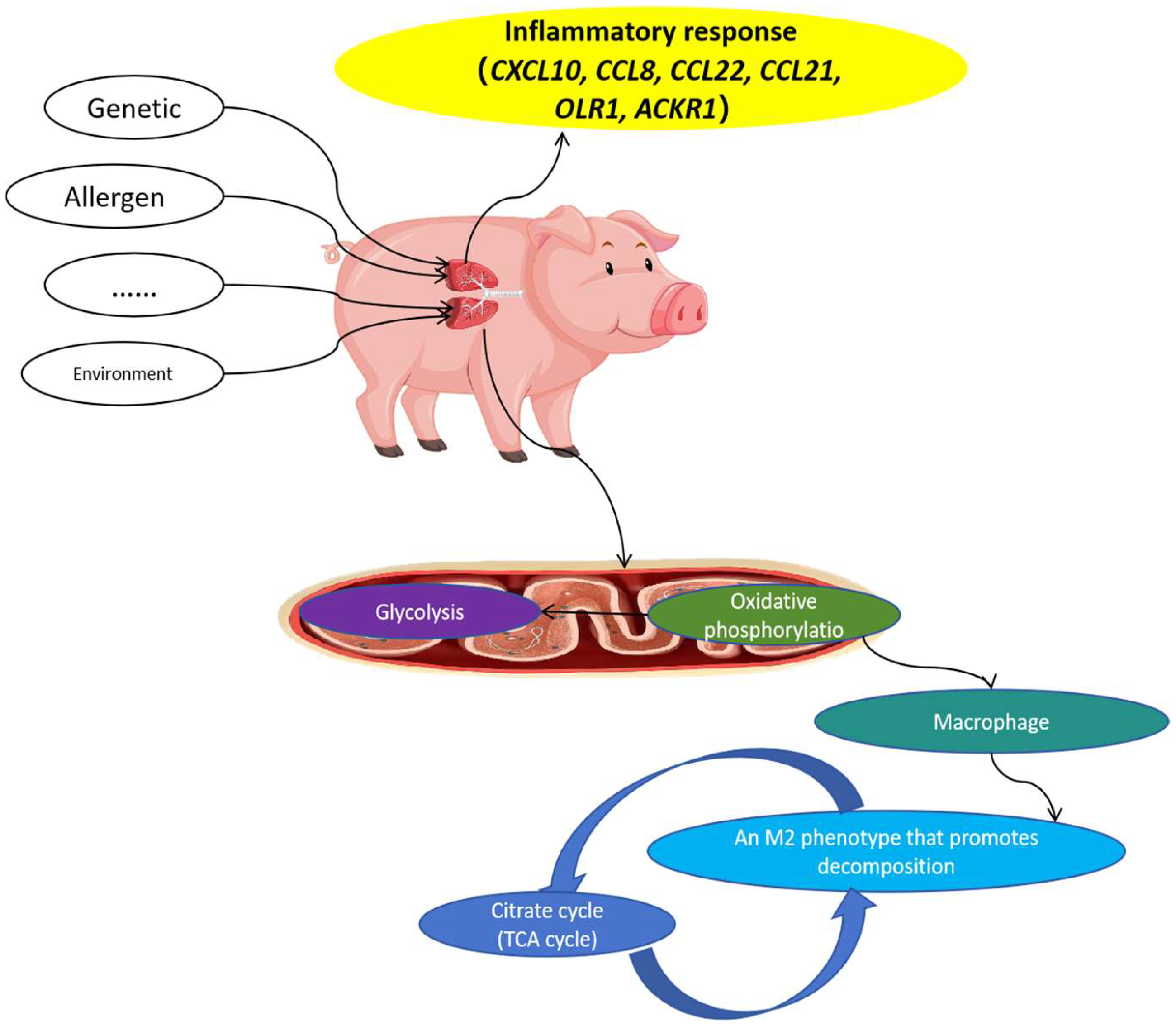 Animals 15 00200 g008