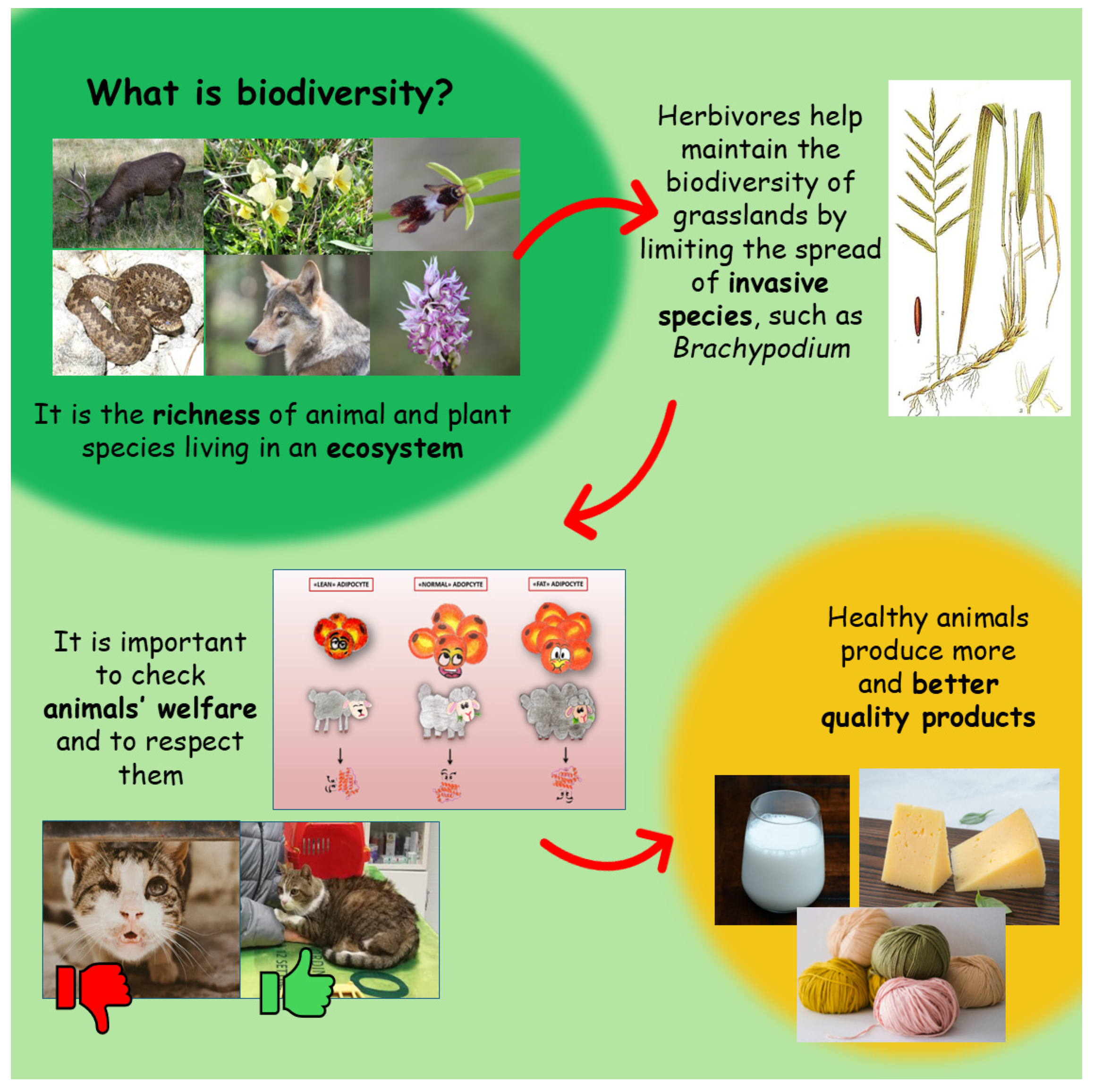 Animals 15 00201 g001