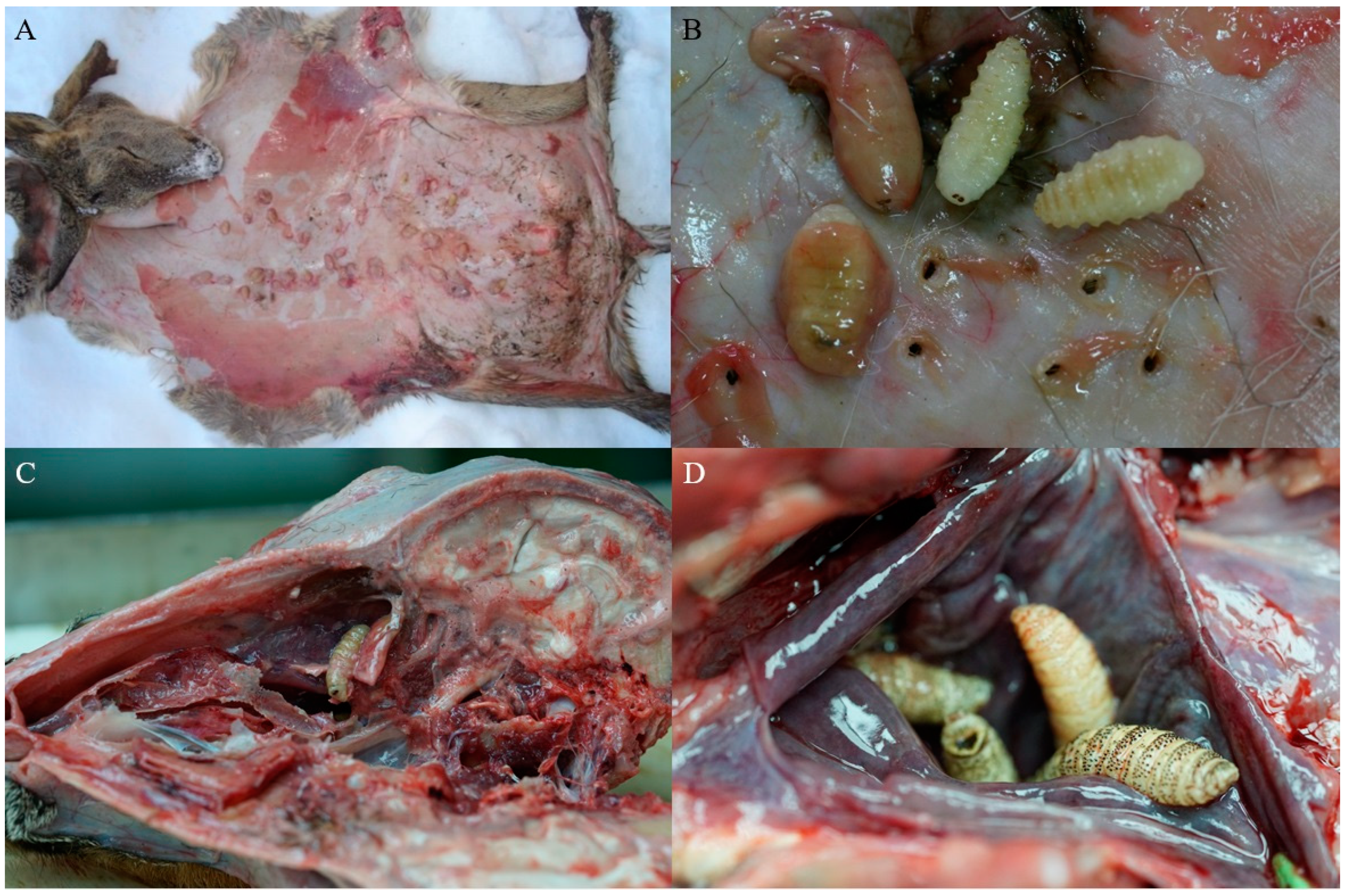 Animals 15 00208 g002