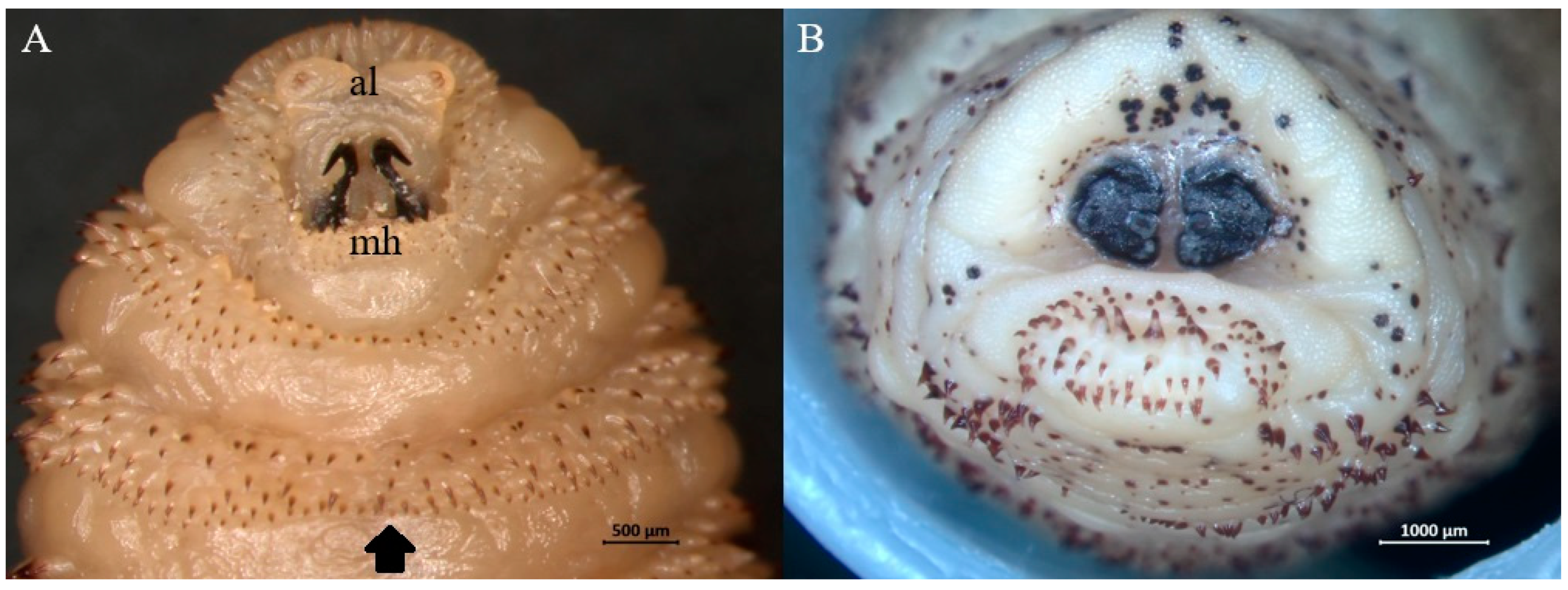 Animals 15 00208 g004