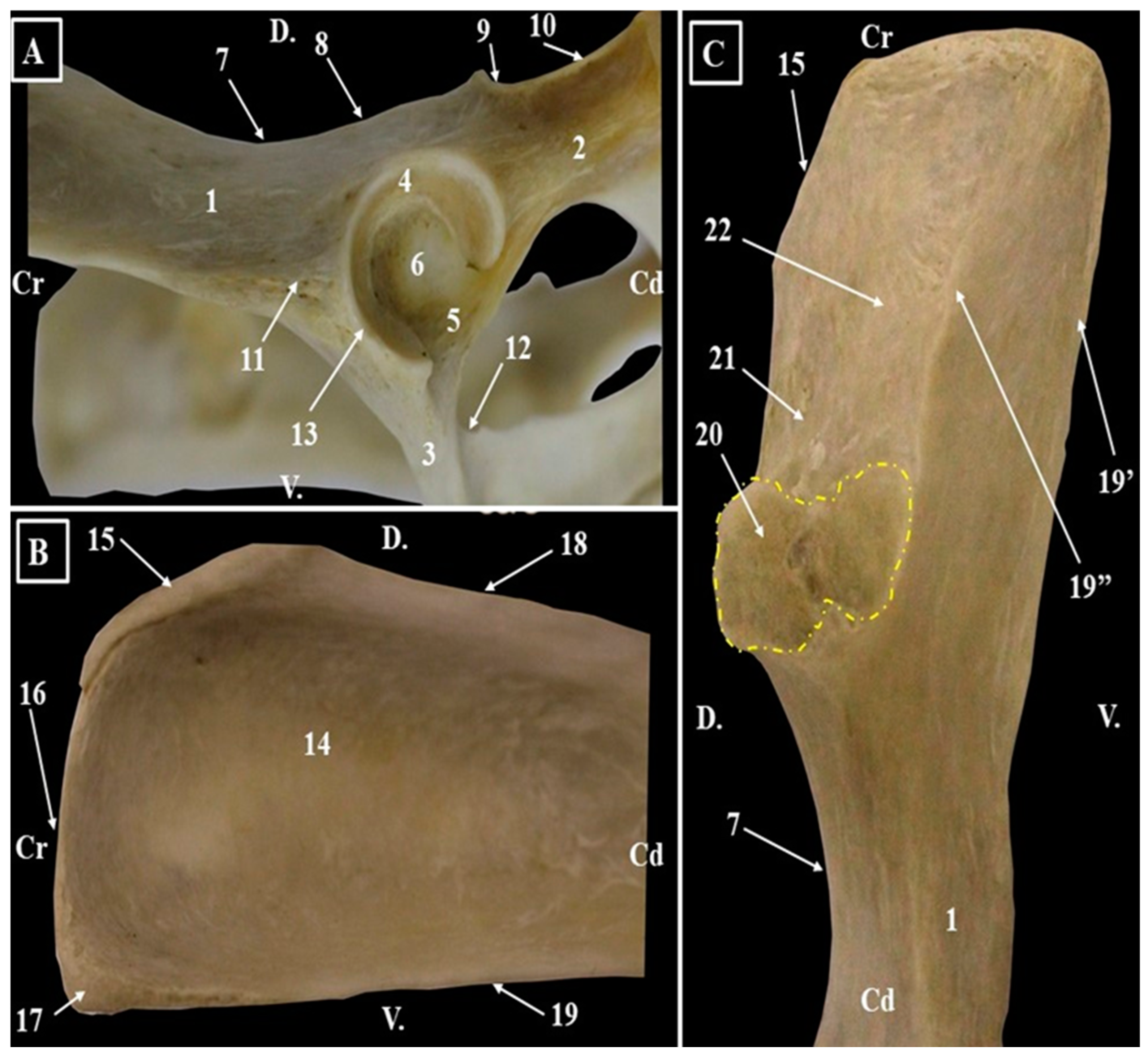 Animals 15 00209 g001 Animals 15 00209 g001