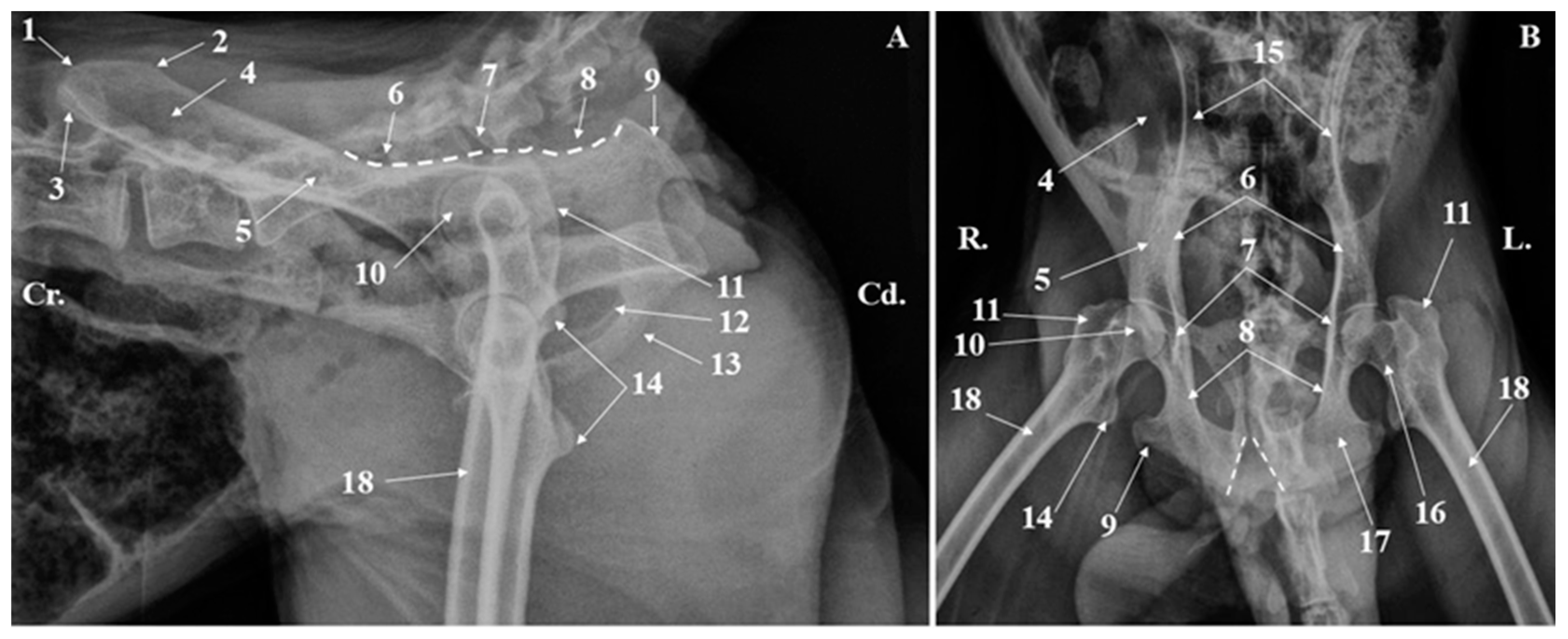 Animals 15 00209 g003 Animals 15 00209 g003