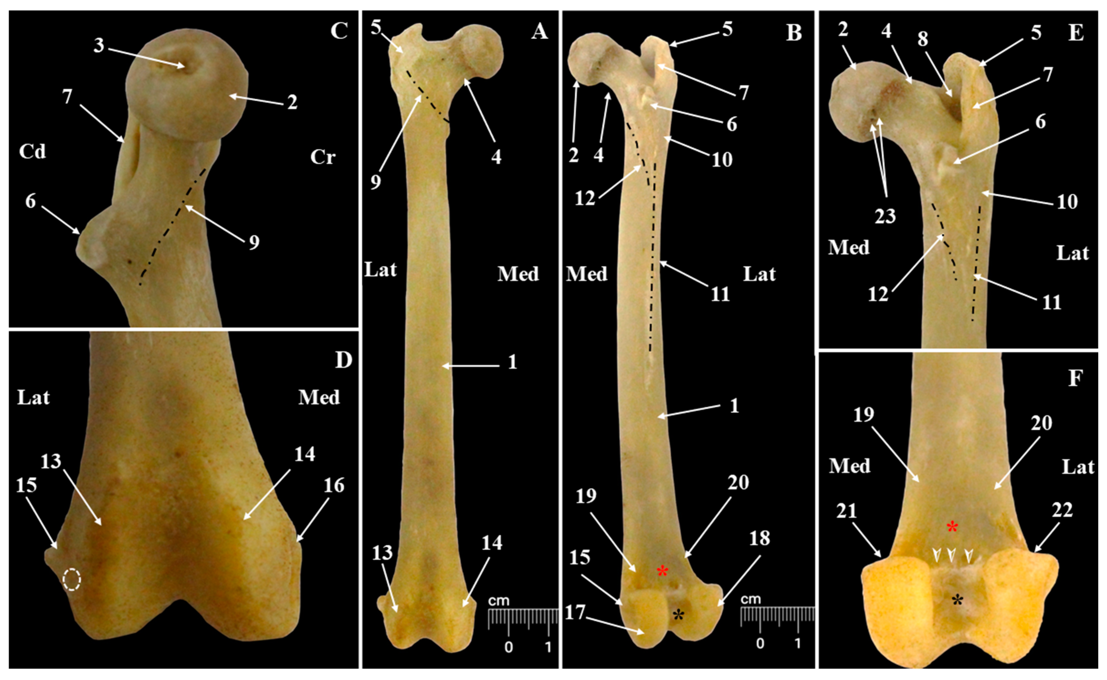 Animals 15 00209 g005 Animals 15 00209 g005
