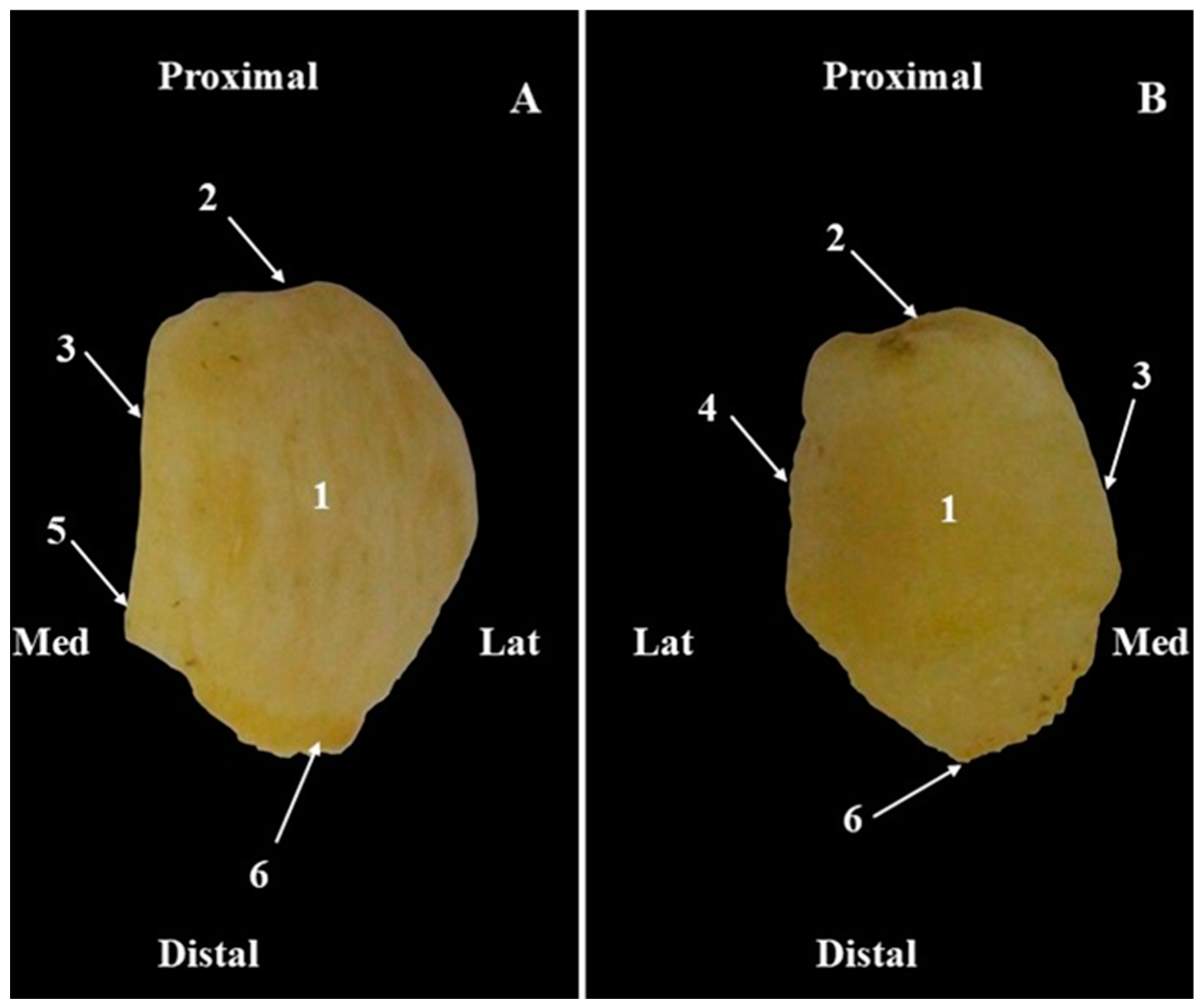 Animals 15 00209 g007 Animals 15 00209 g007