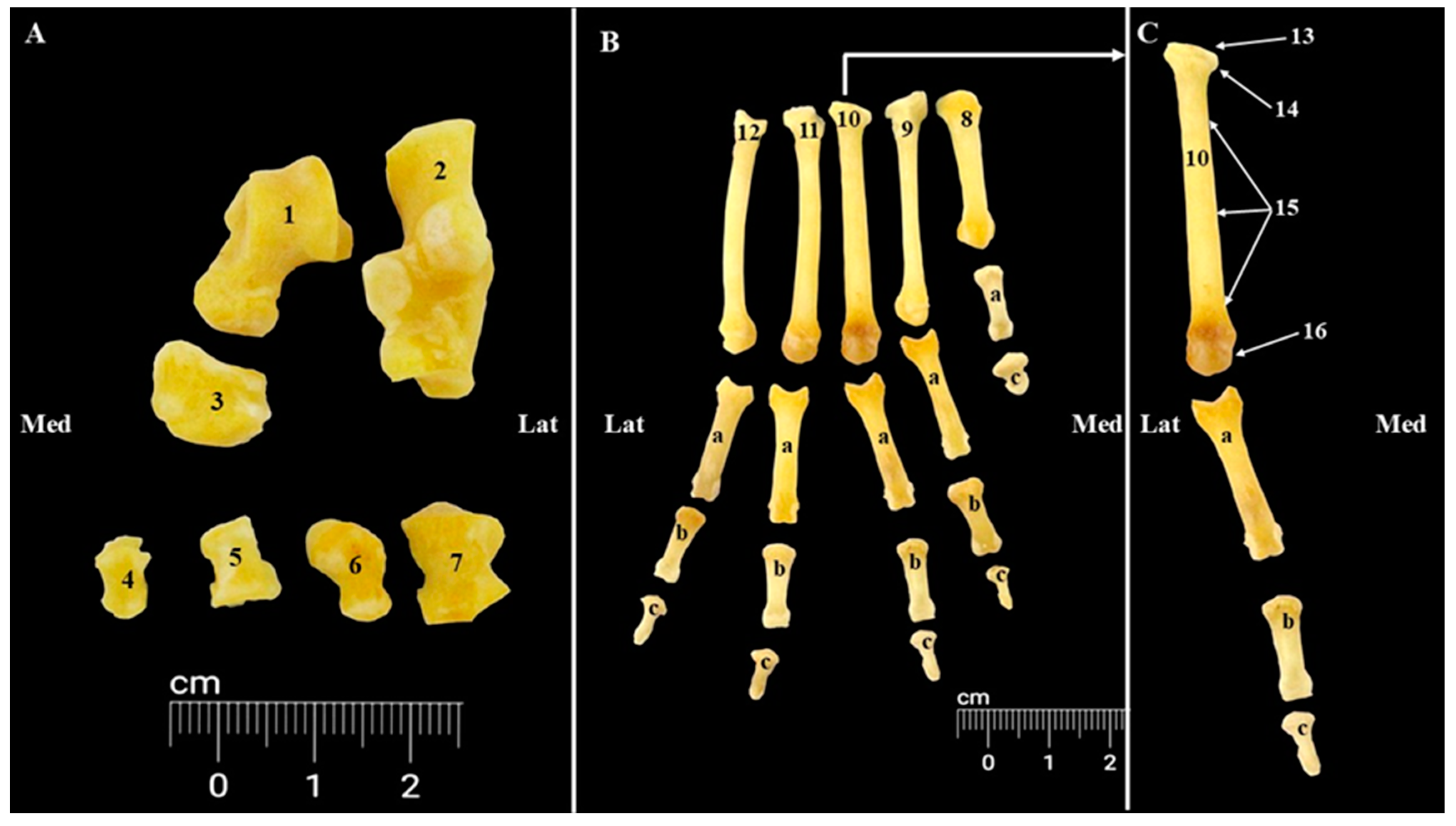 Animals 15 00209 g009 Animals 15 00209 g009