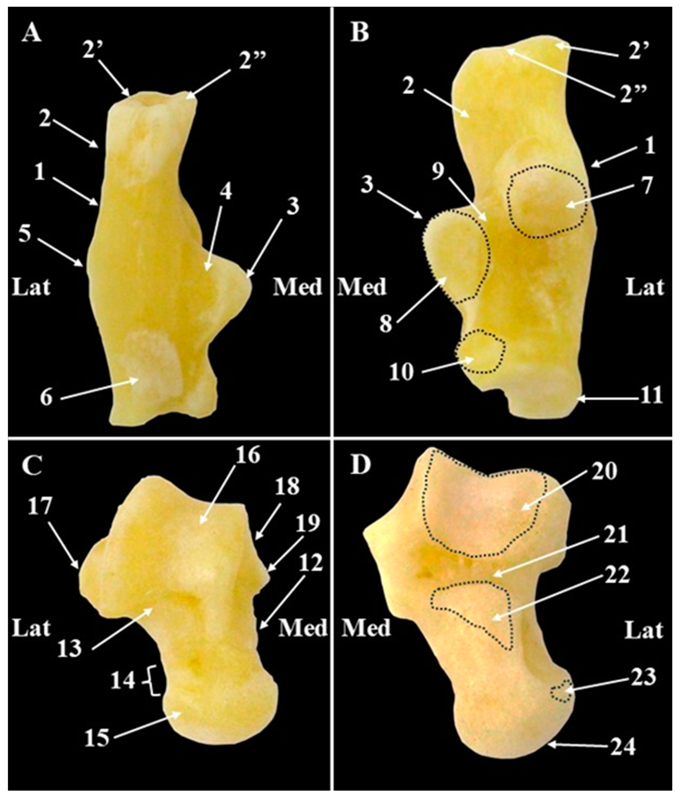 Animals 15 00209 g010 Animals 15 00209 g010