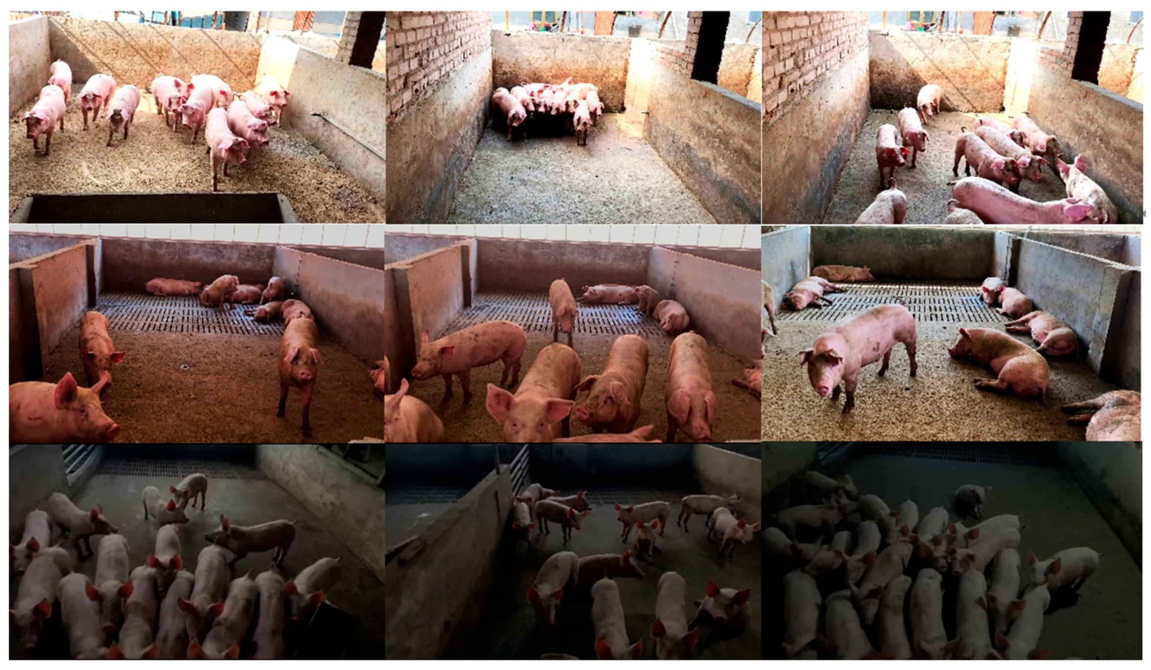 Animals 15 00231 g001