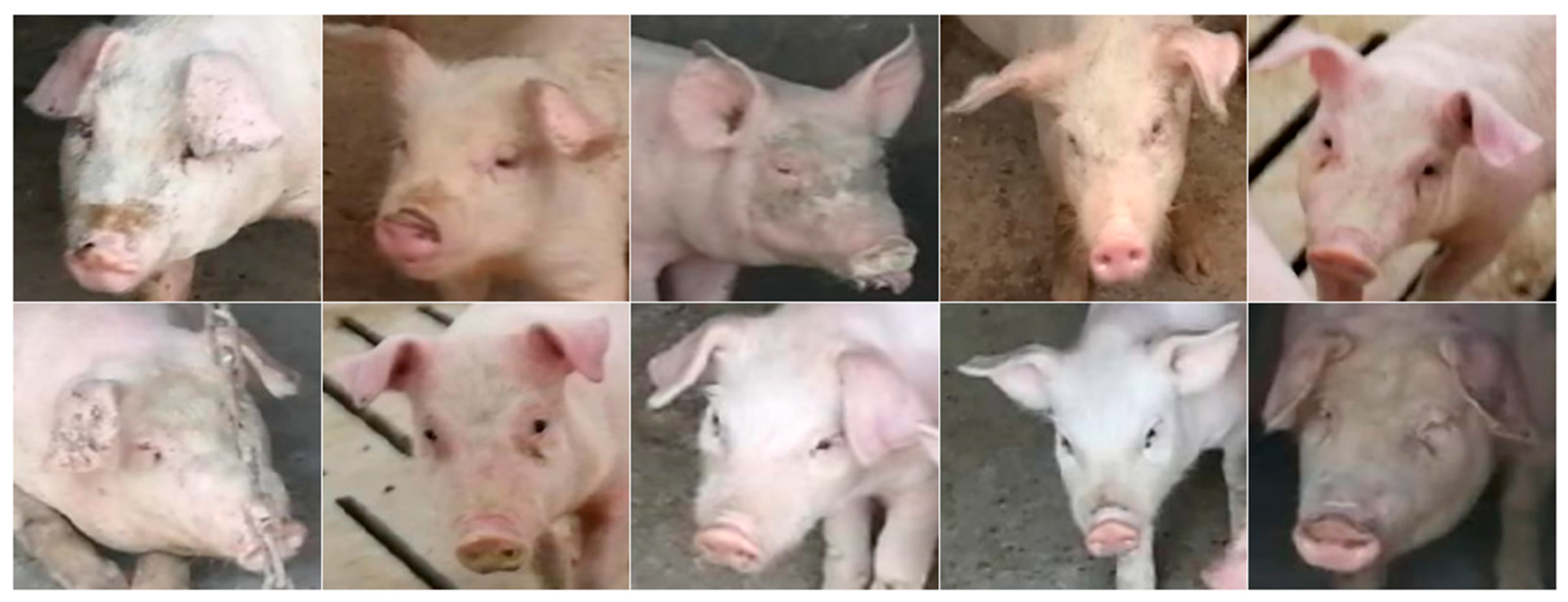 Animals 15 00231 g002