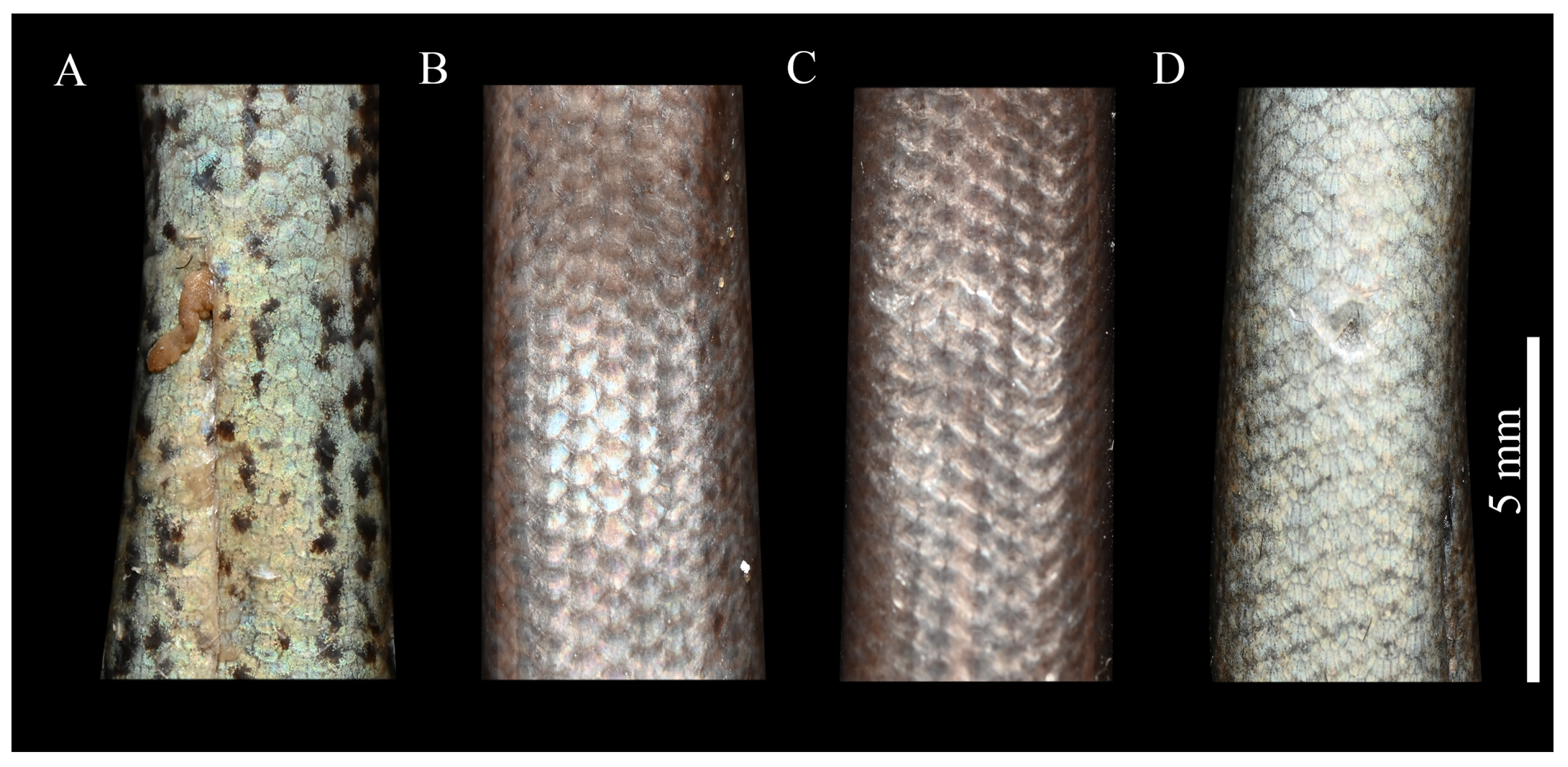 Animals 15 00232 g006 Animals 15 00232 g006