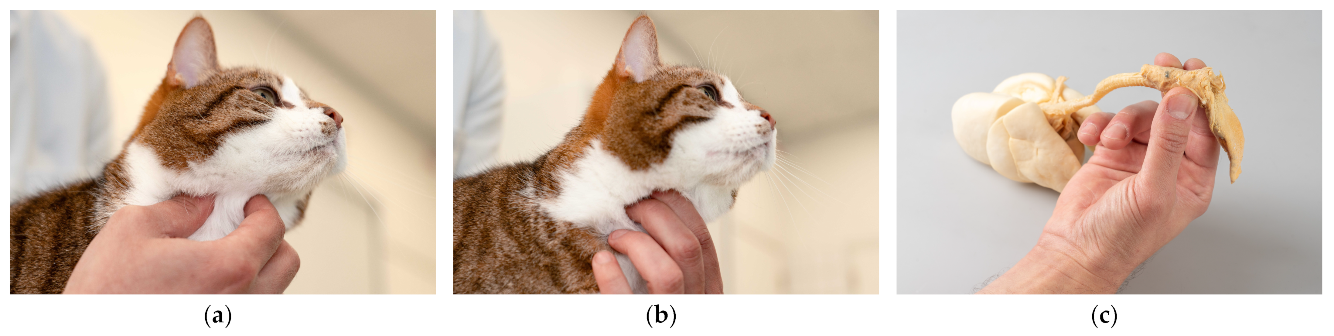 Animals 15 00236 g001