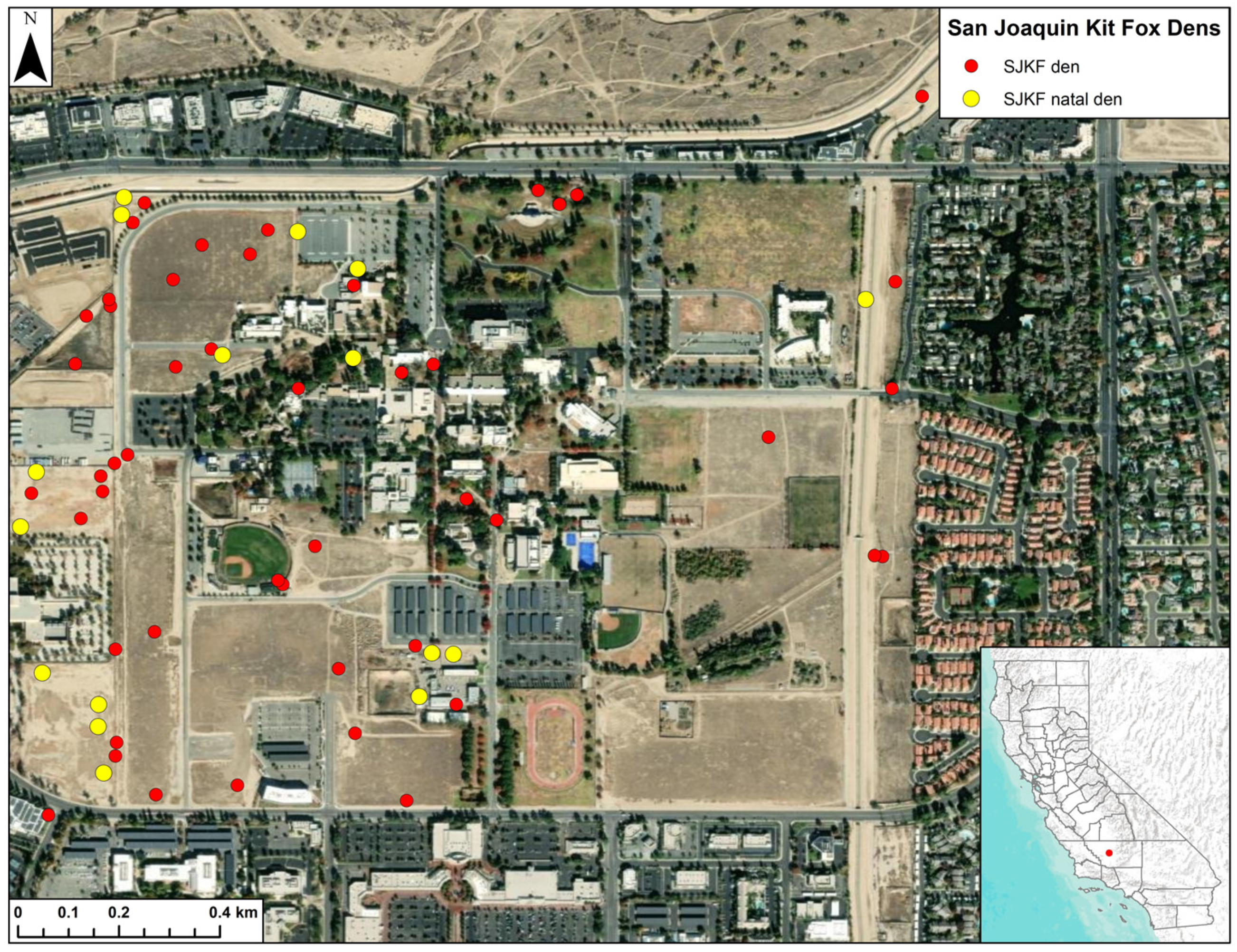Den Use Patterns of Endangered San Joaquin Kit Foxes in