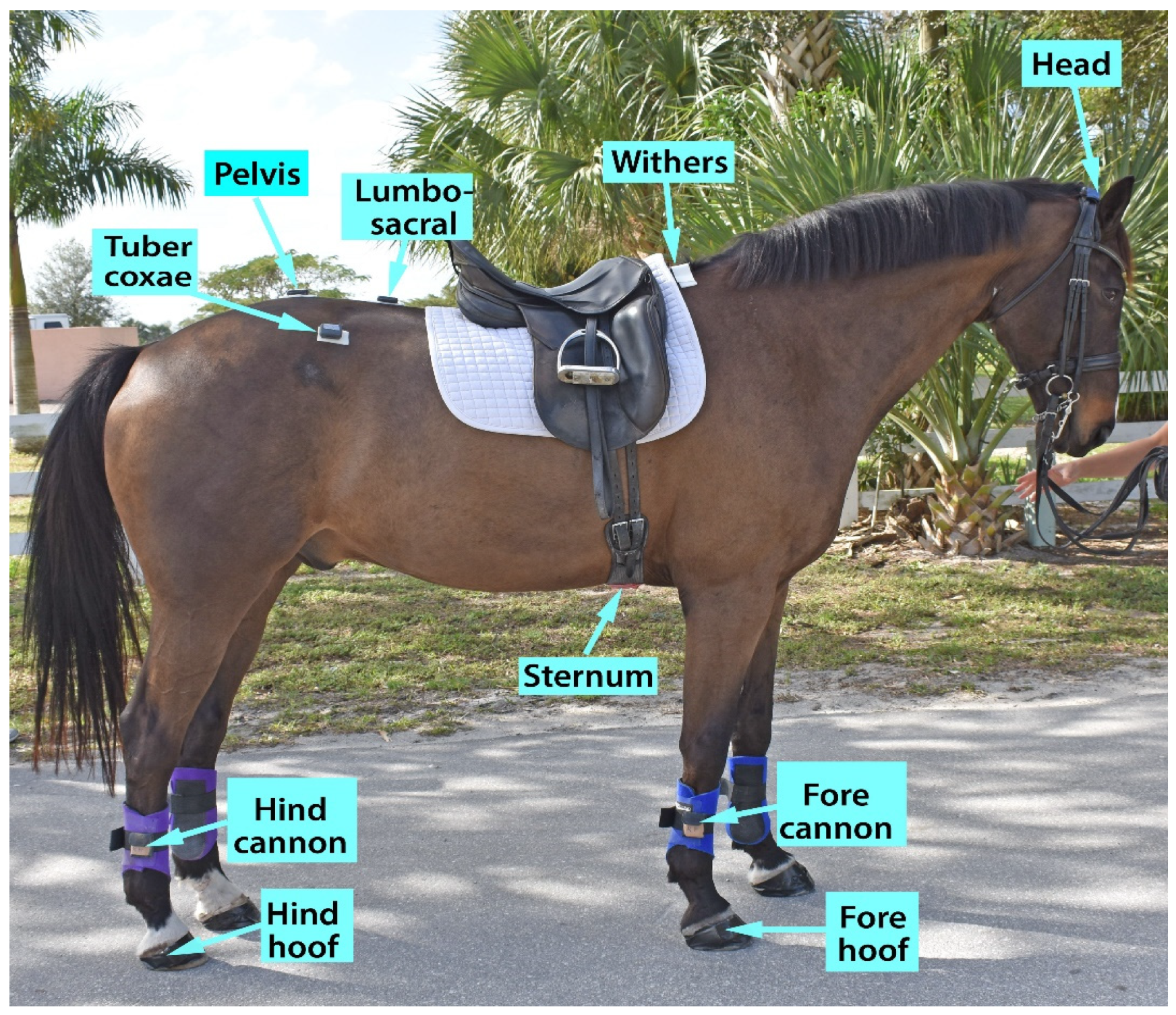 Animals 15 00241 g001