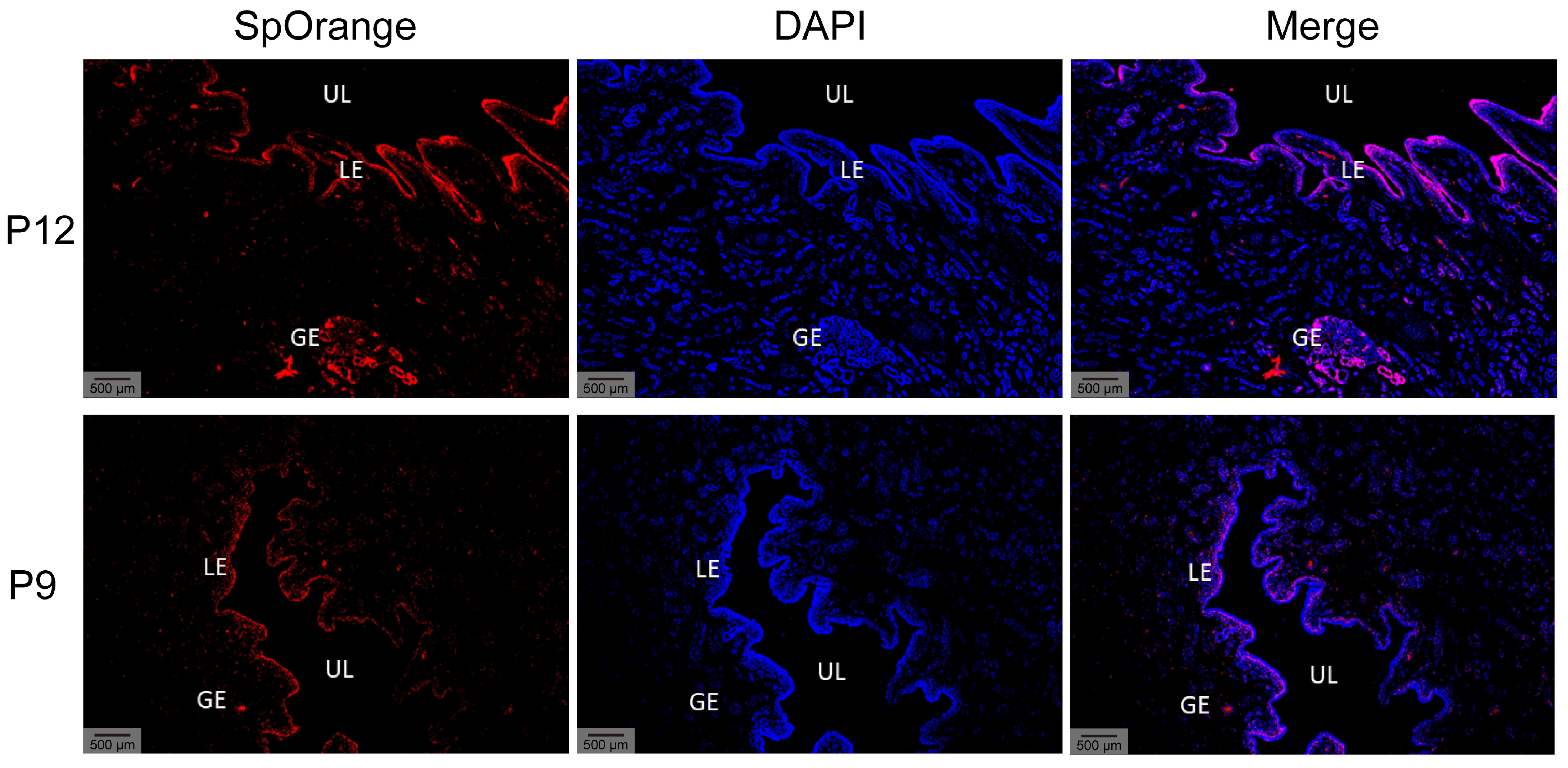 Animals 15 00245 g009