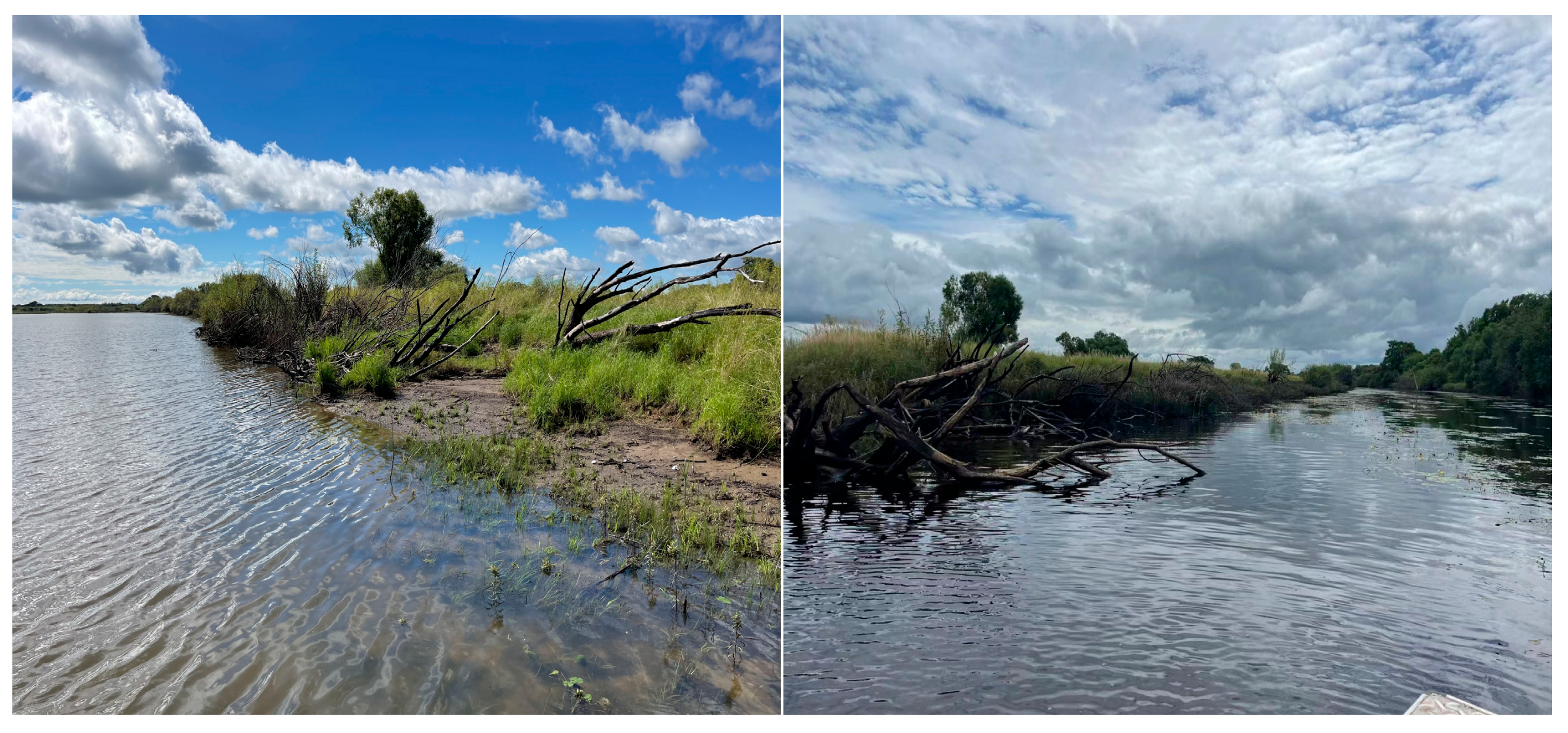 Animals 15 00255 g002